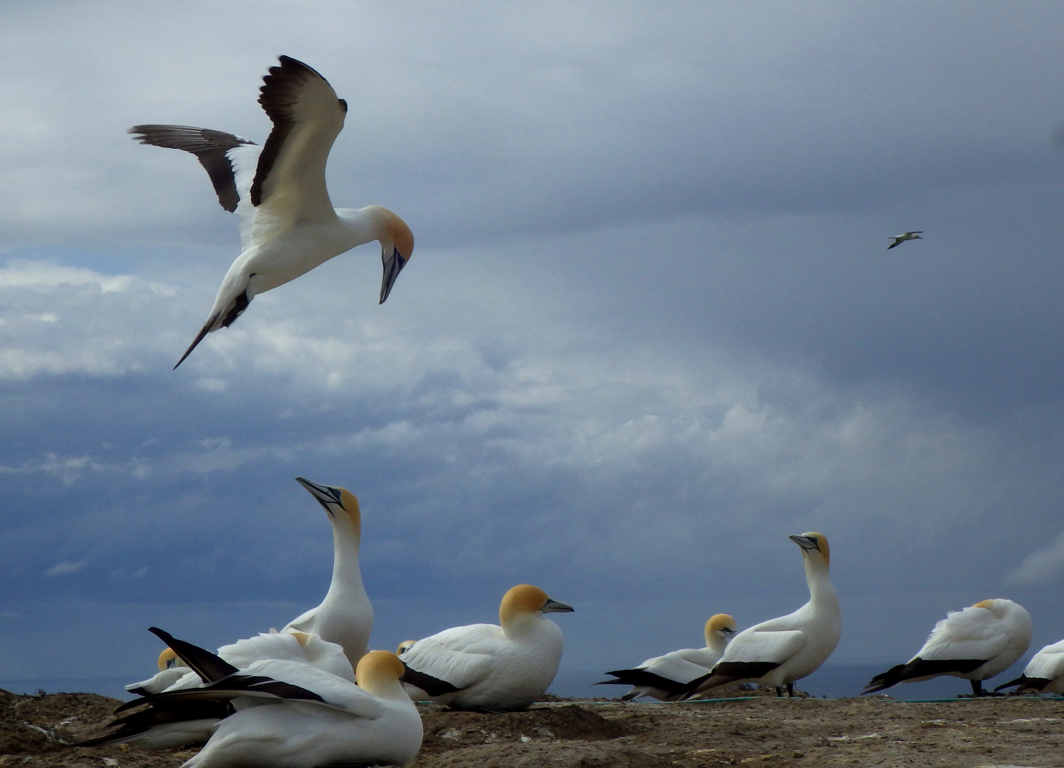 A rare mainland Gannet Colony, the world's largest.