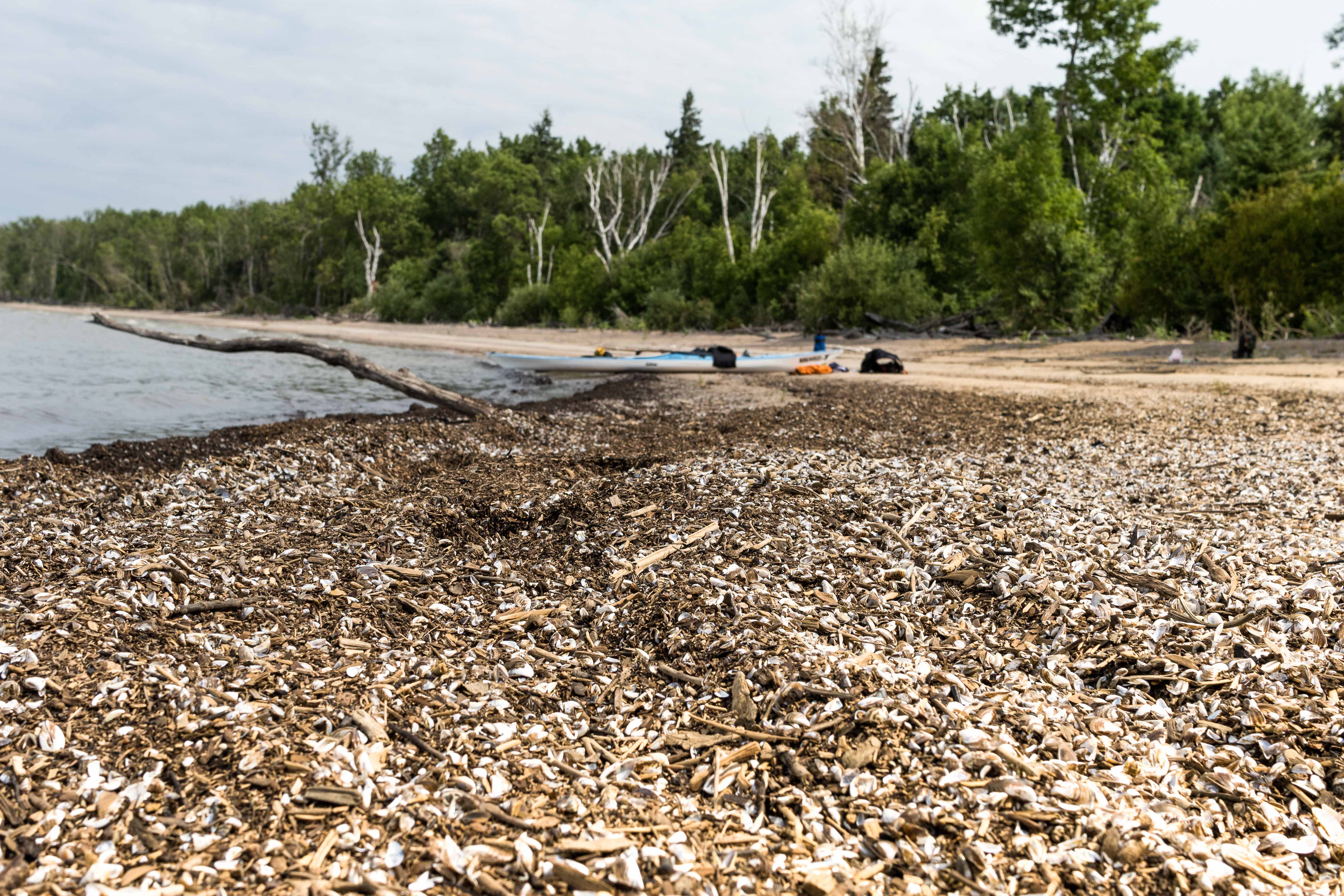 Zebra mussels have exploded in numbers in recent years. This beach is covered in the washed up shells of dead mussels. Proactive beach cleaning has made sights like this rare in cottage country, but on the remote sections of the lake, the mussels are easily visible by the millions.