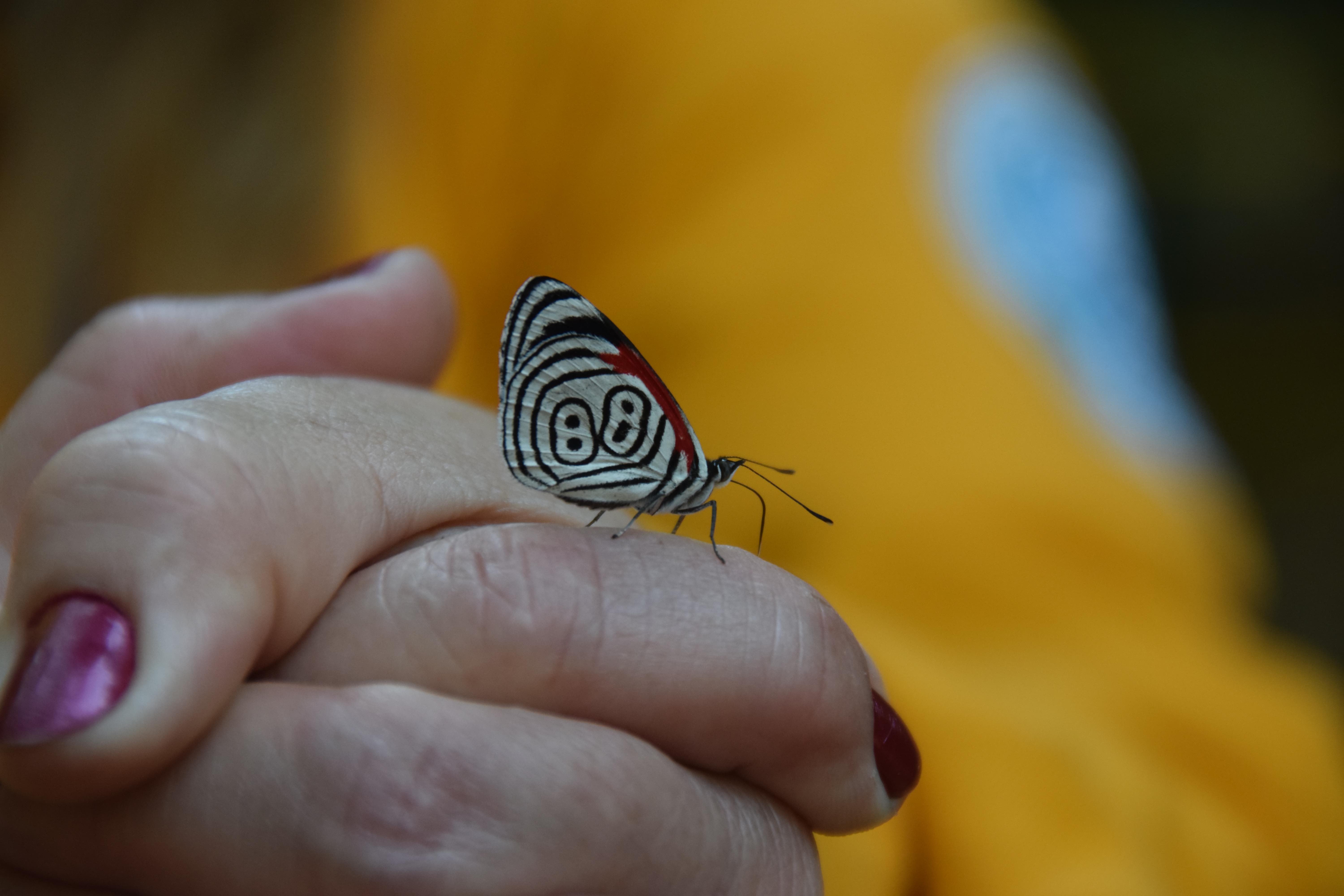 Butterfly rests on the hands of a park ranger