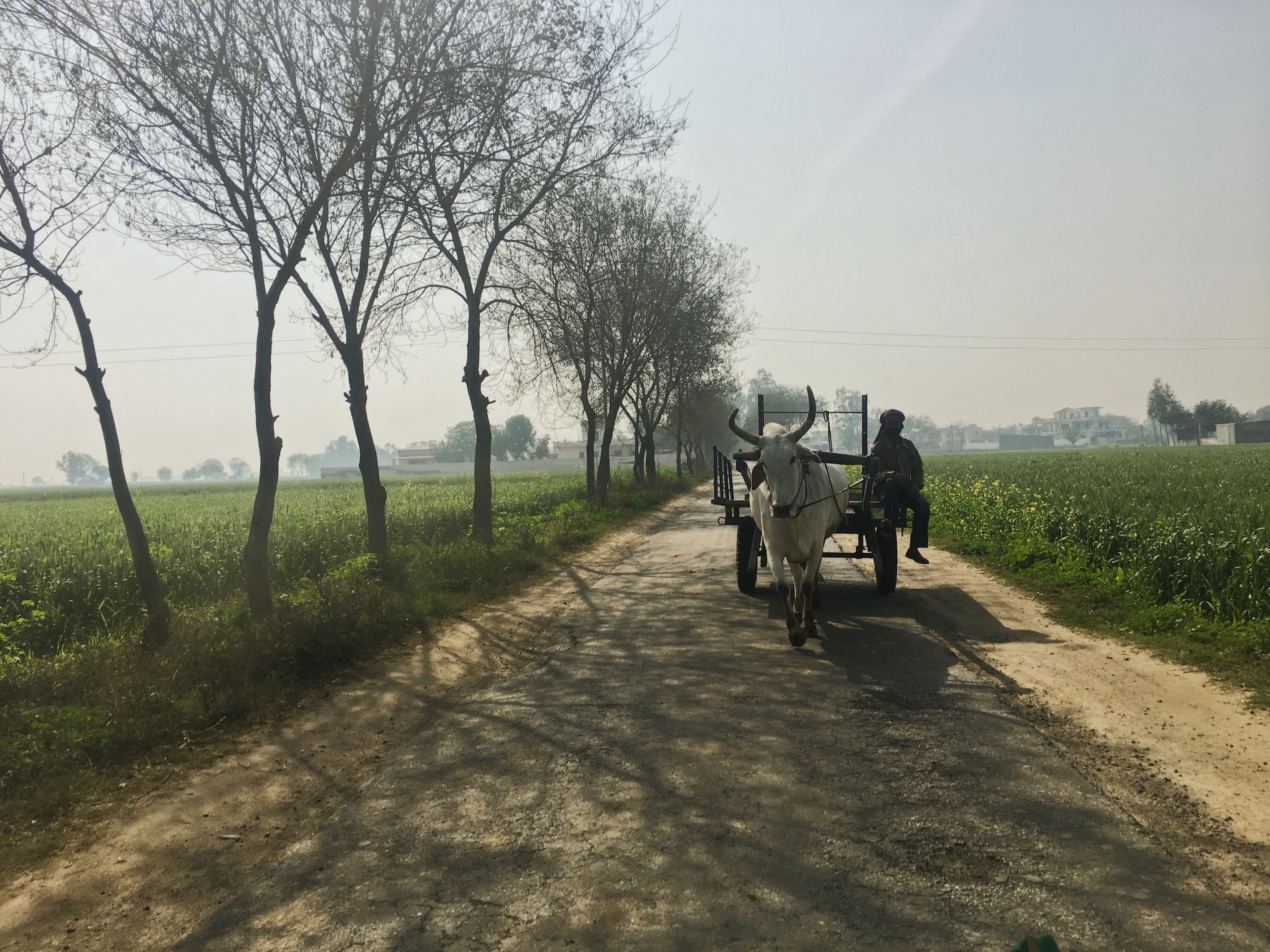 Punjab is one of the most fertile regions in India, it produces 2% of the world's cotton, 2% of its wheat and 1% of its rice. In photograph: Farmer headed home after a long day.