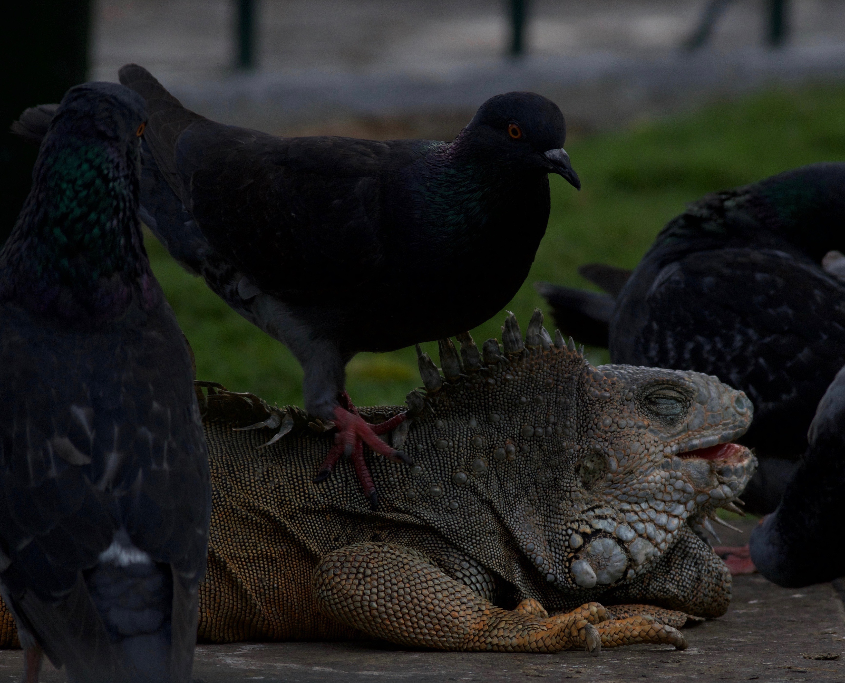 "Iguana Park" in Guayaquil, Ecuador they built the park there but they wouldn't leave and iguanas kept it their home. They lounge in the sun as pigeons walk all over them as if they are getting a massage.