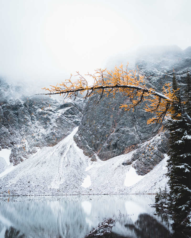 Bent but not broken, the tamarack bows towards the alpine lake and the mountains.  