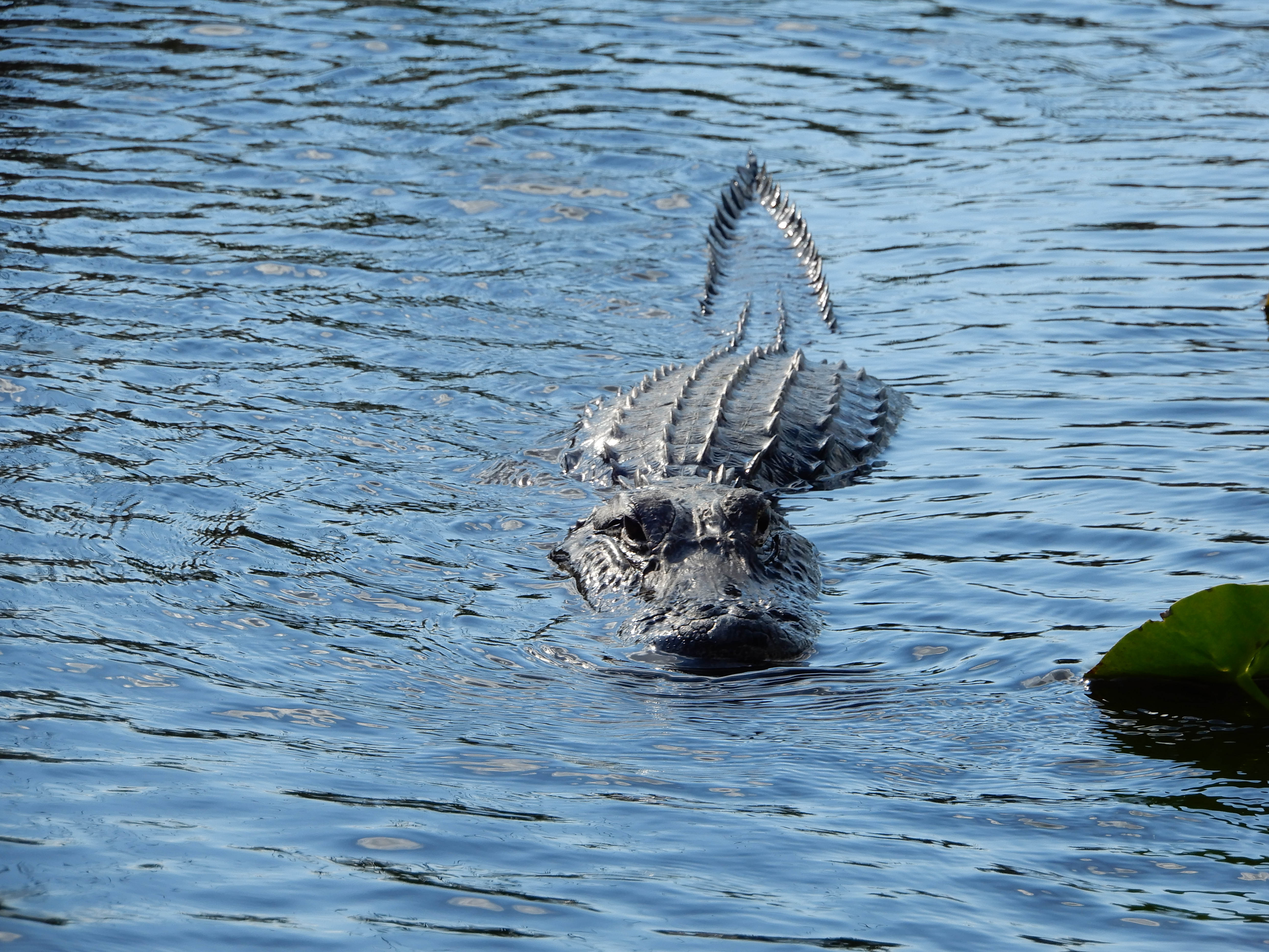 The Everglades is the only place in the world where both alligators & crocodiles. Less water = less food for the gator. They weigh < 20% than their counterparts.  Among the worst threats are the changed water flow caused by the dams & canals built to divert water away from sugar farms & development