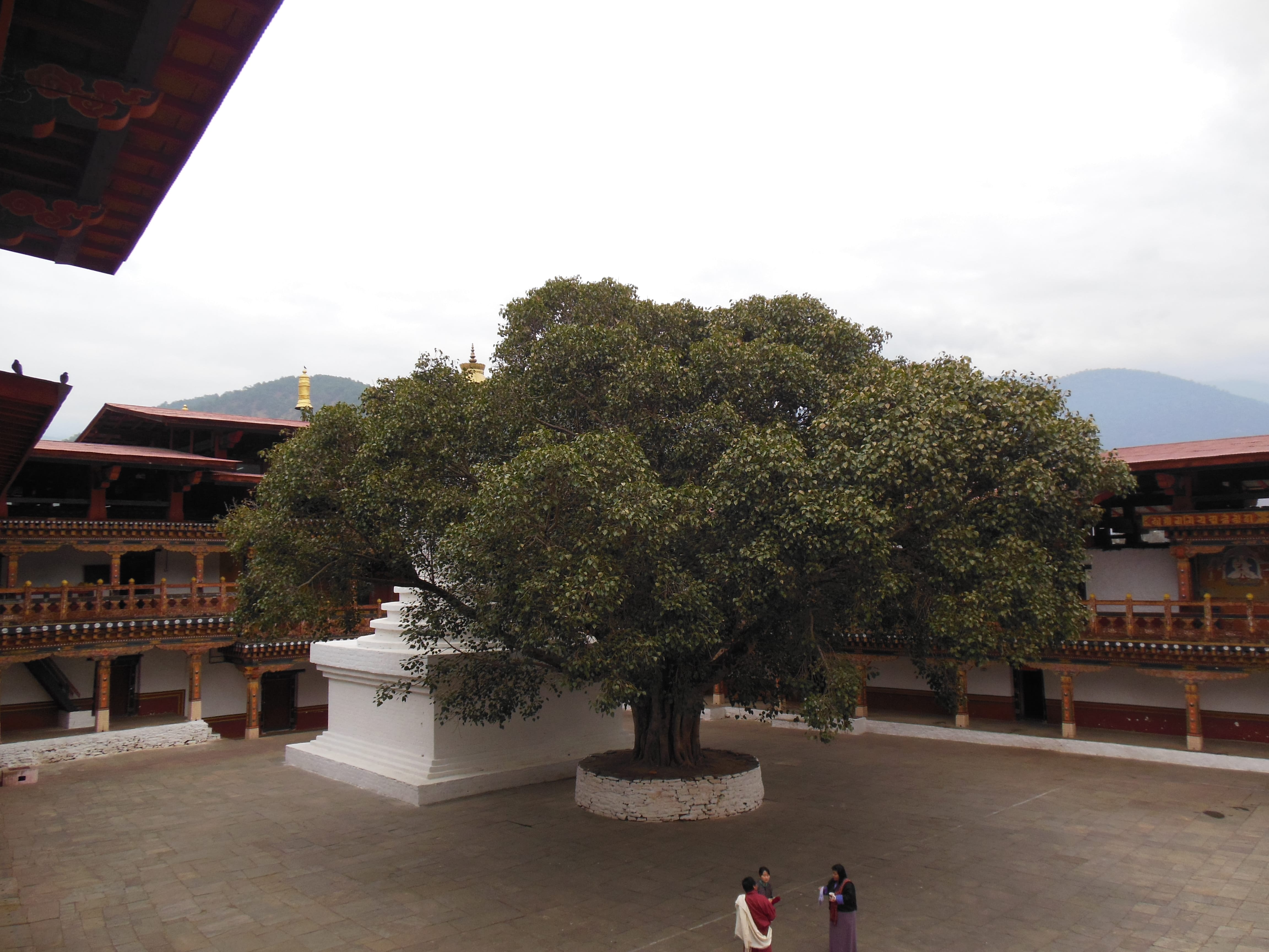 Government officials converse peacefully under the Bodhi Tree at the Punakha Dzong. Punakha was the ex-capital of Bhutan, and many ministries still have their headquarters in the Punakha Dzong, the largest one in the country.