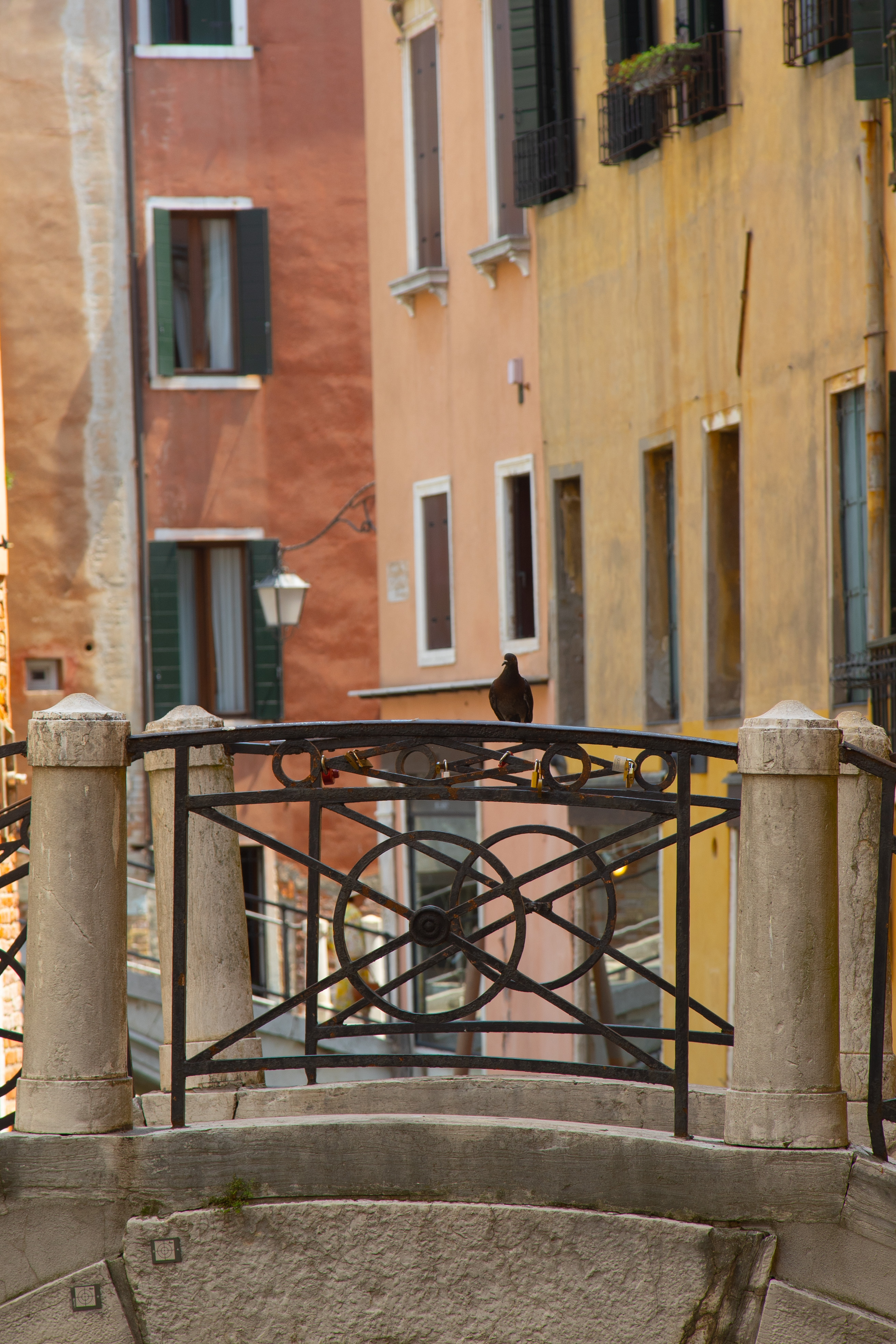 Pidgeon standing over the canale with a color palette of building in the back, Venezia