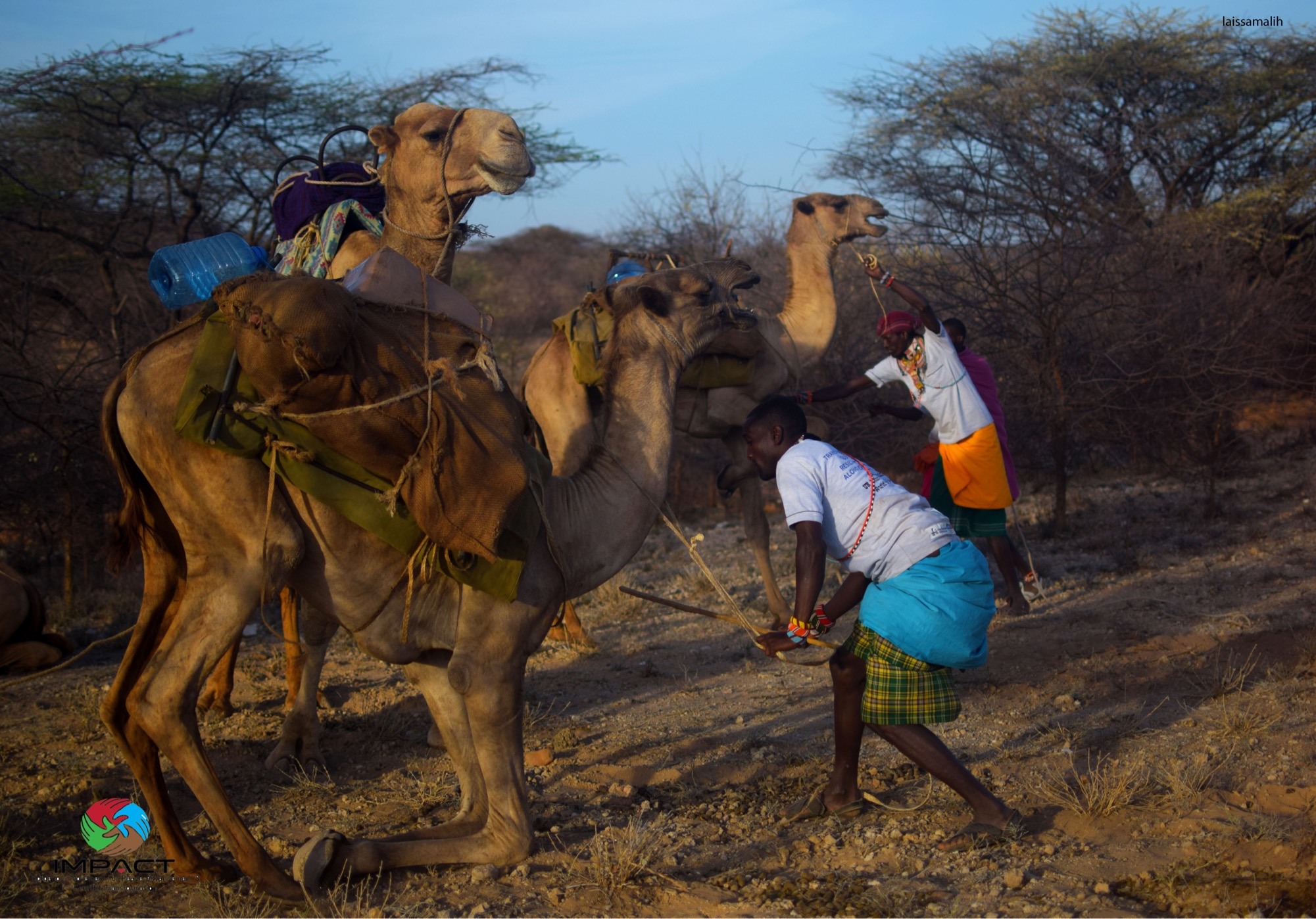 A maasai Moran preparing the camels for a trek