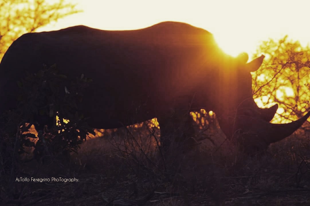 "Buto", the most peacefull sunset I ever see in my life with the most beautiful animal. I named Buto like Tarzan's Rhino 