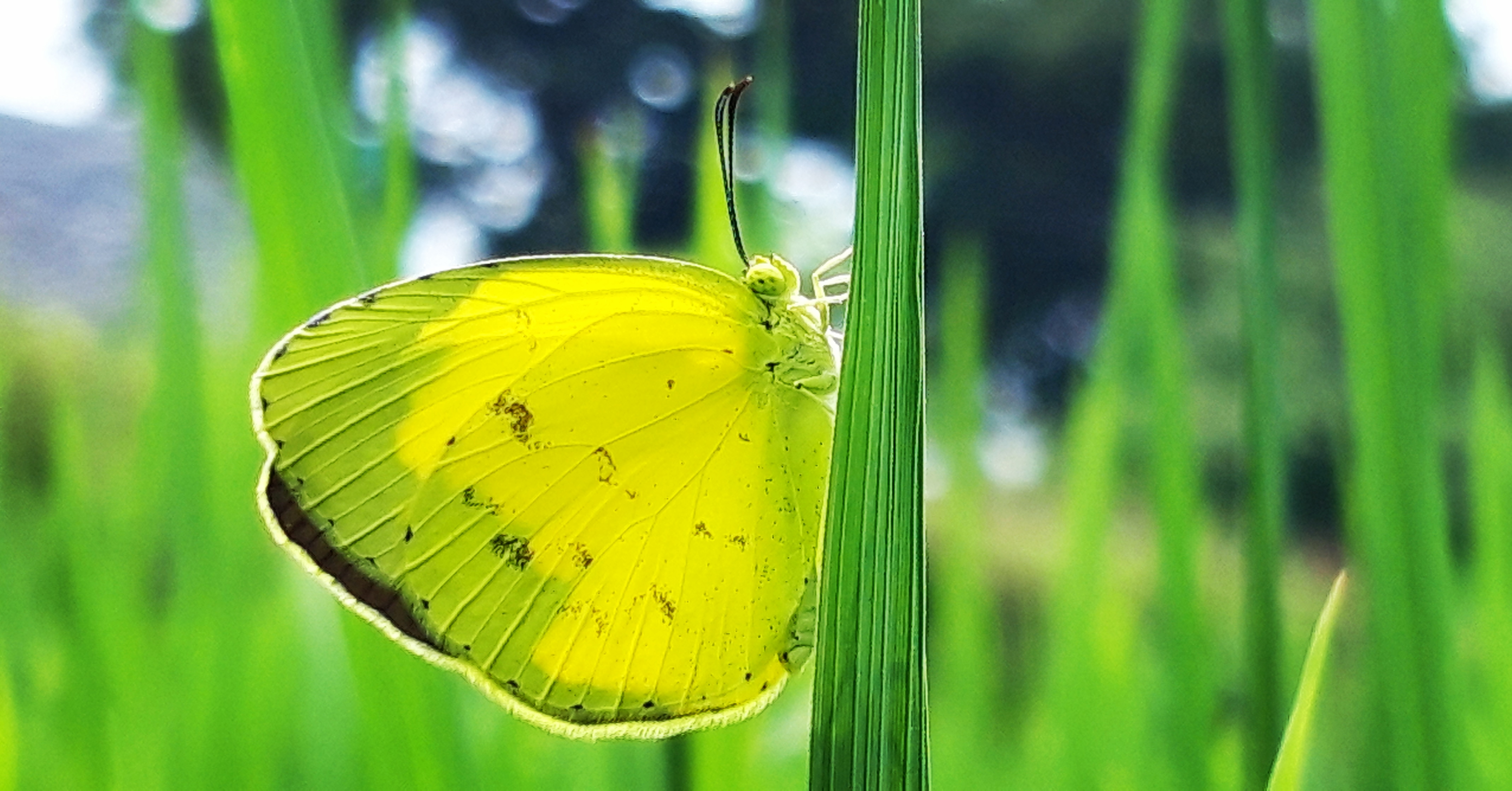 Butterflies enhance the beauty of Nature ...
