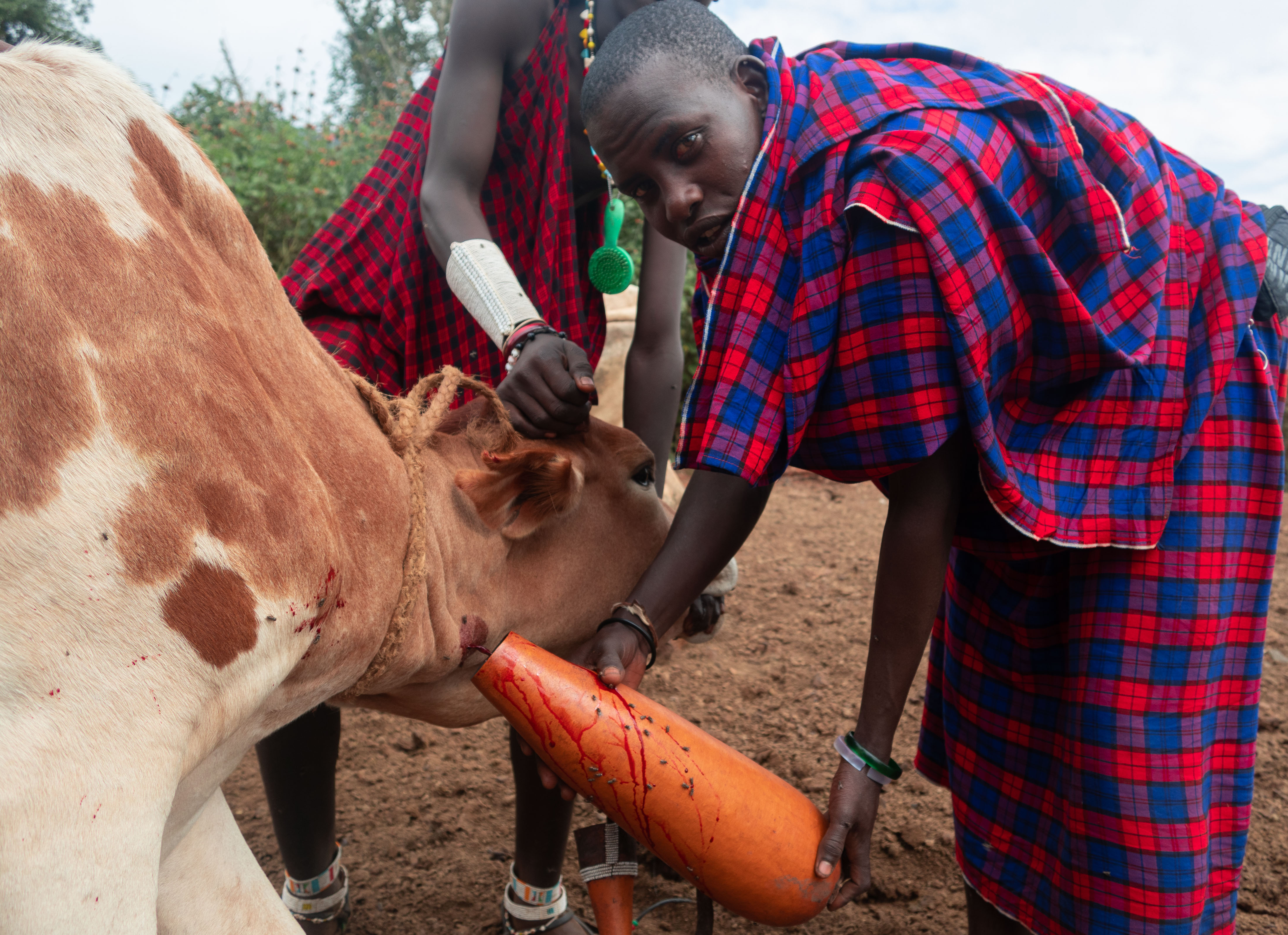 Cows: The Masai have a sacred relationship with cows, they are a source of wealth, milk, and blood. Cow blood provides protein, calories, and nutrition. They shoot the jugular vein with a bow and arrow in a precise way that does not kill the cow. 
