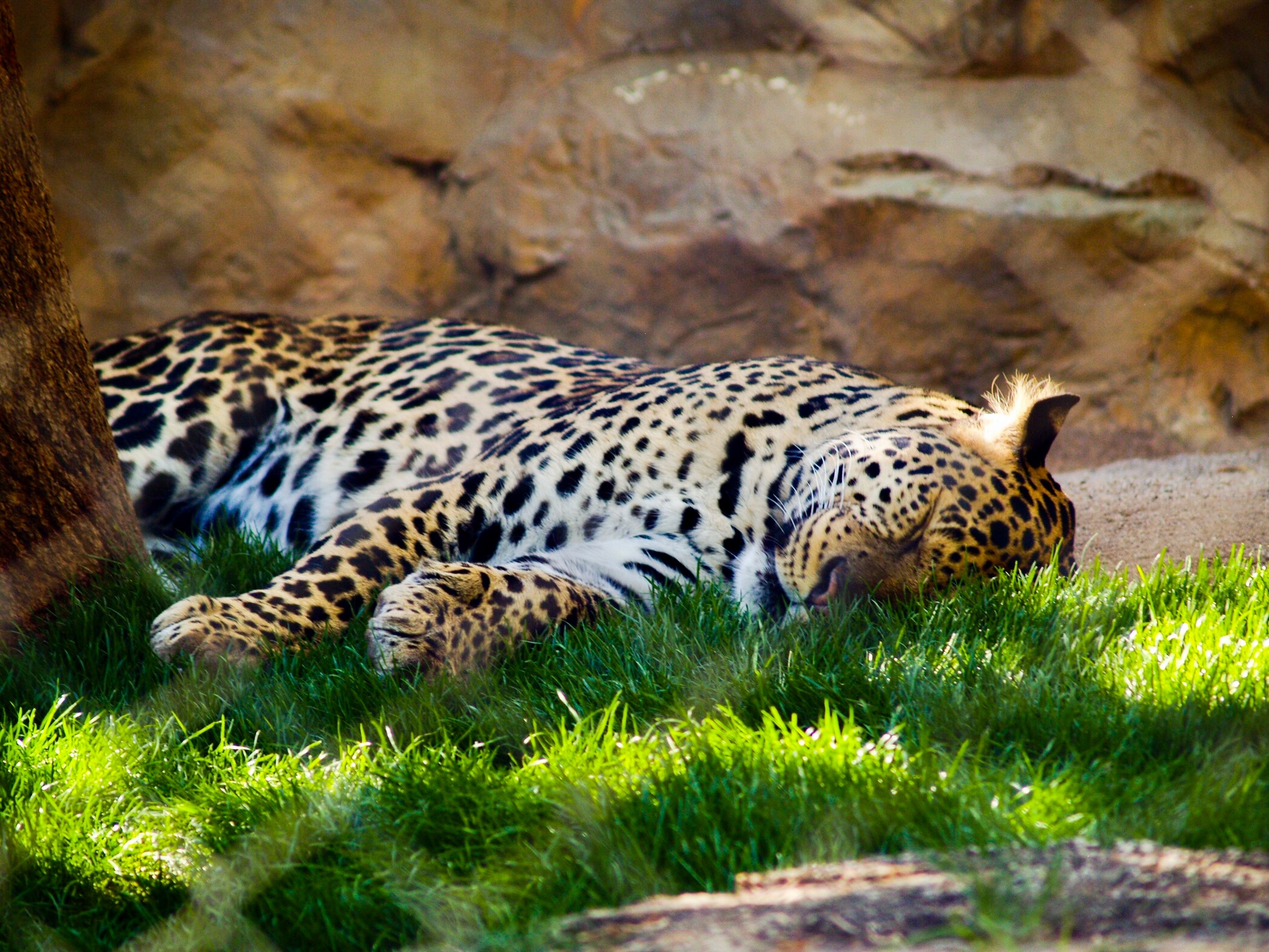 A beautiful sleeping leopard at the Siegfried & Roy's Secret Garden And Dolphin Habitat.