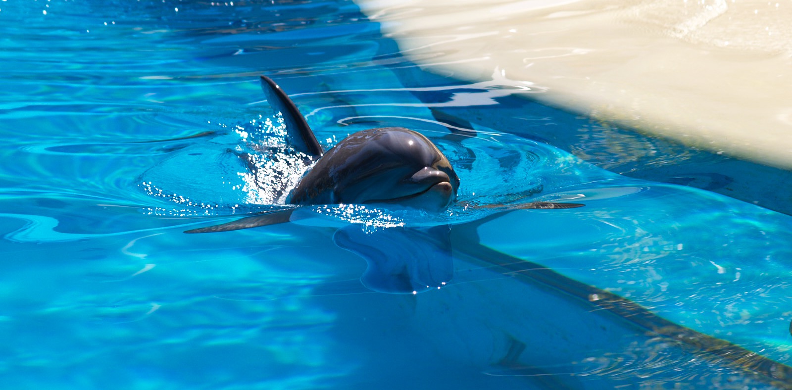 A happy, smiling dolphin also residing at the Secret Garden And Dolphin Habitat.