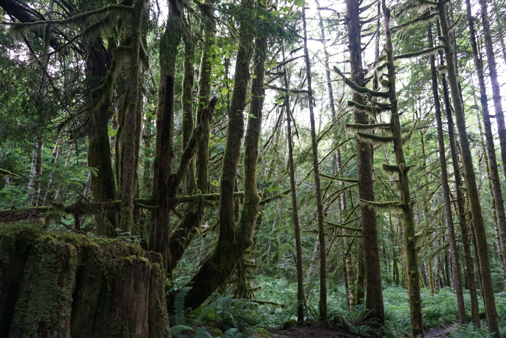 How Rain Forest, Olympic National Park. Overgrown greenery spreading throughout the moist Hoh Rain Forest.