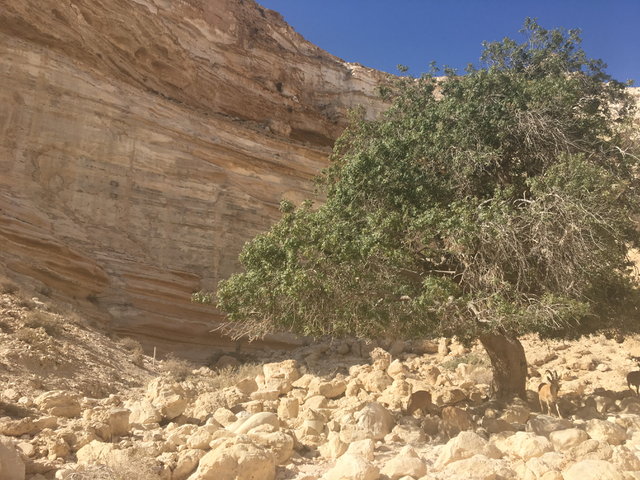 Unlike the green forests in northern Israel, the deserts of southern Israel reveal are accompanied by a dry heat which explains why most people flock to the northern cities instead. 