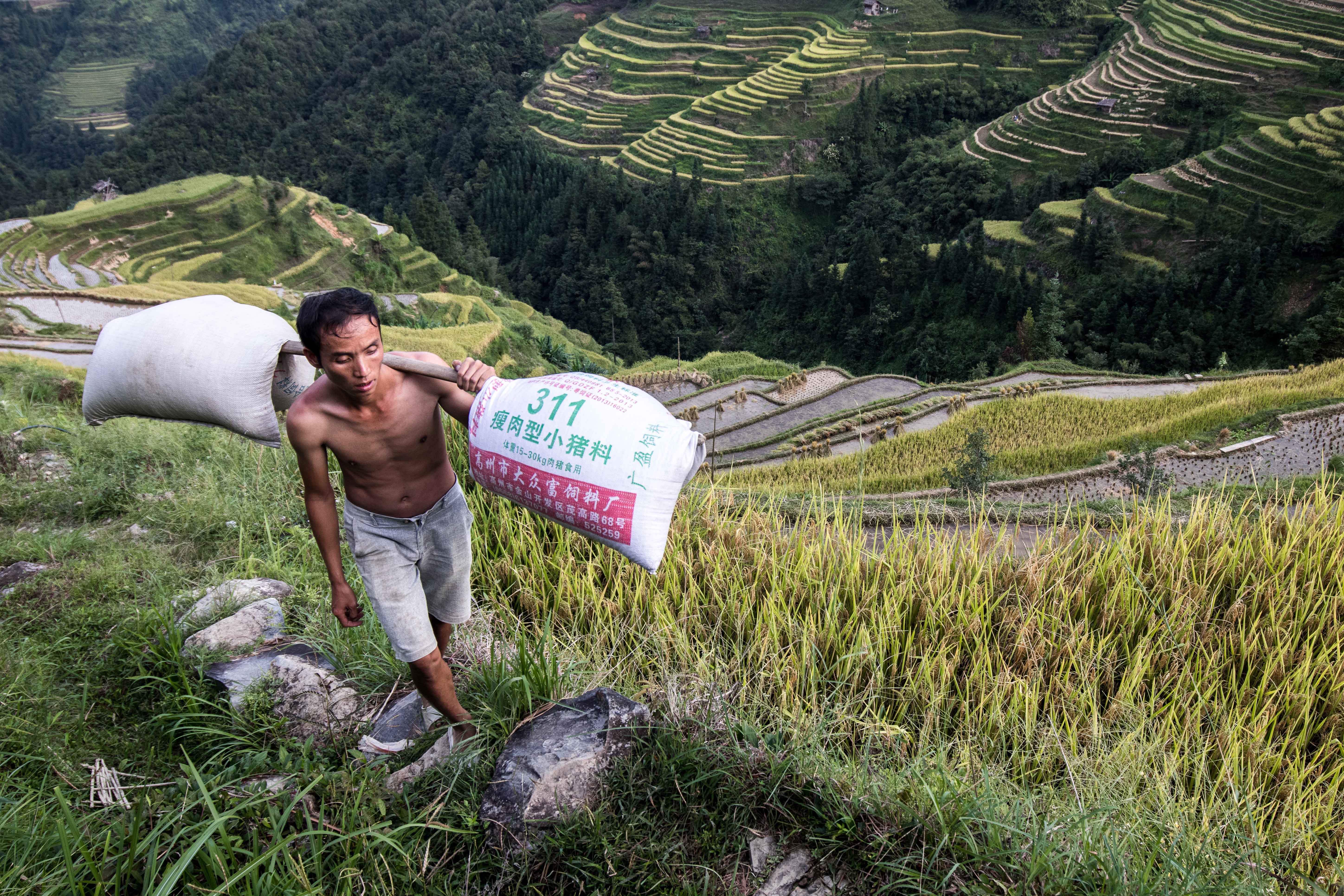 Cultivation, harvest and rice production are part of a millenary cycle which takes place in rice terraces, the symbol of the linking between men and nature.