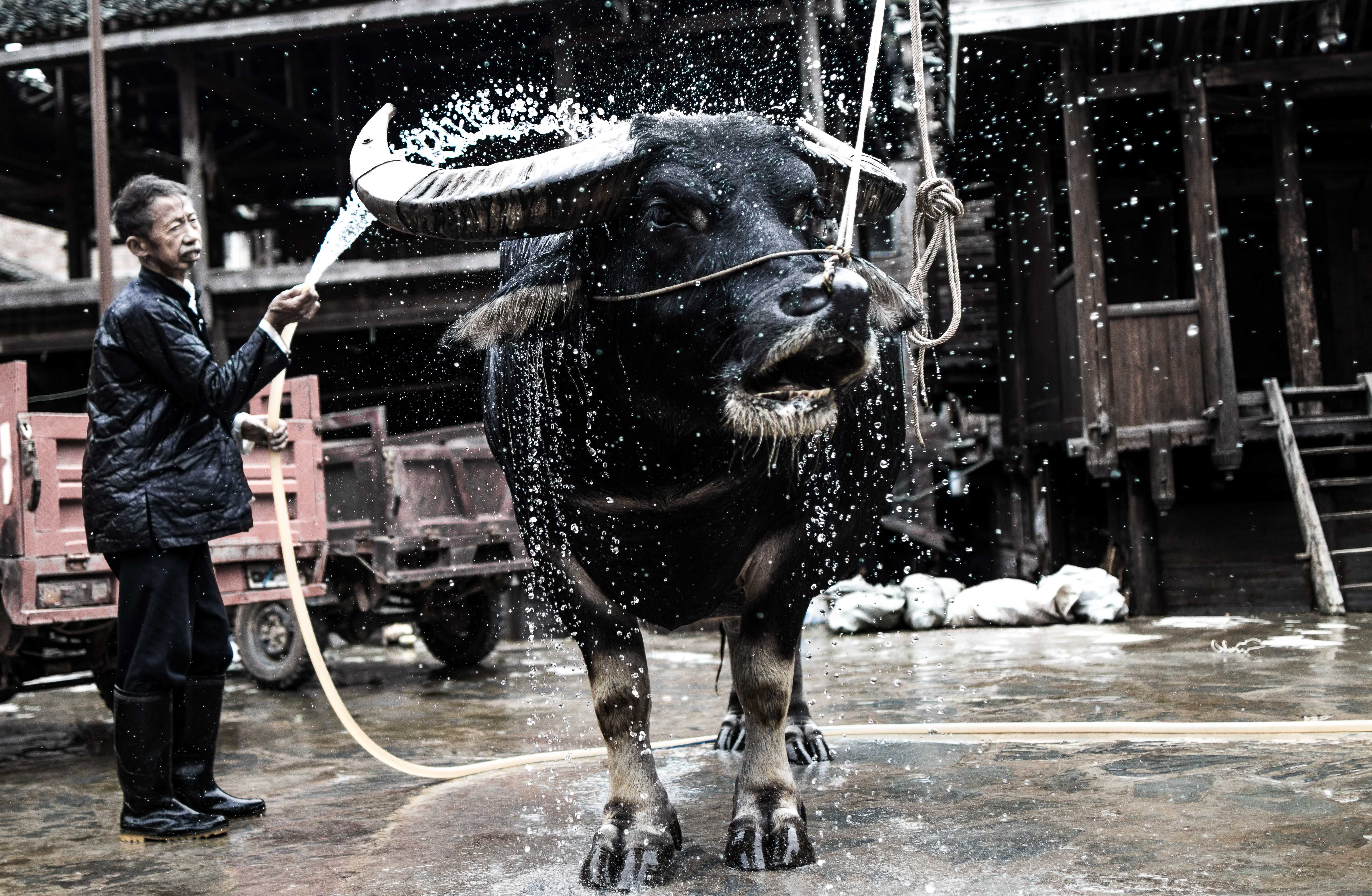 Water buffalo fighting festival is an ancient tradition in Guizhou province. Every single village has his own buffalo, and villagers take care of them before and after the fight as a coach with his boxer.