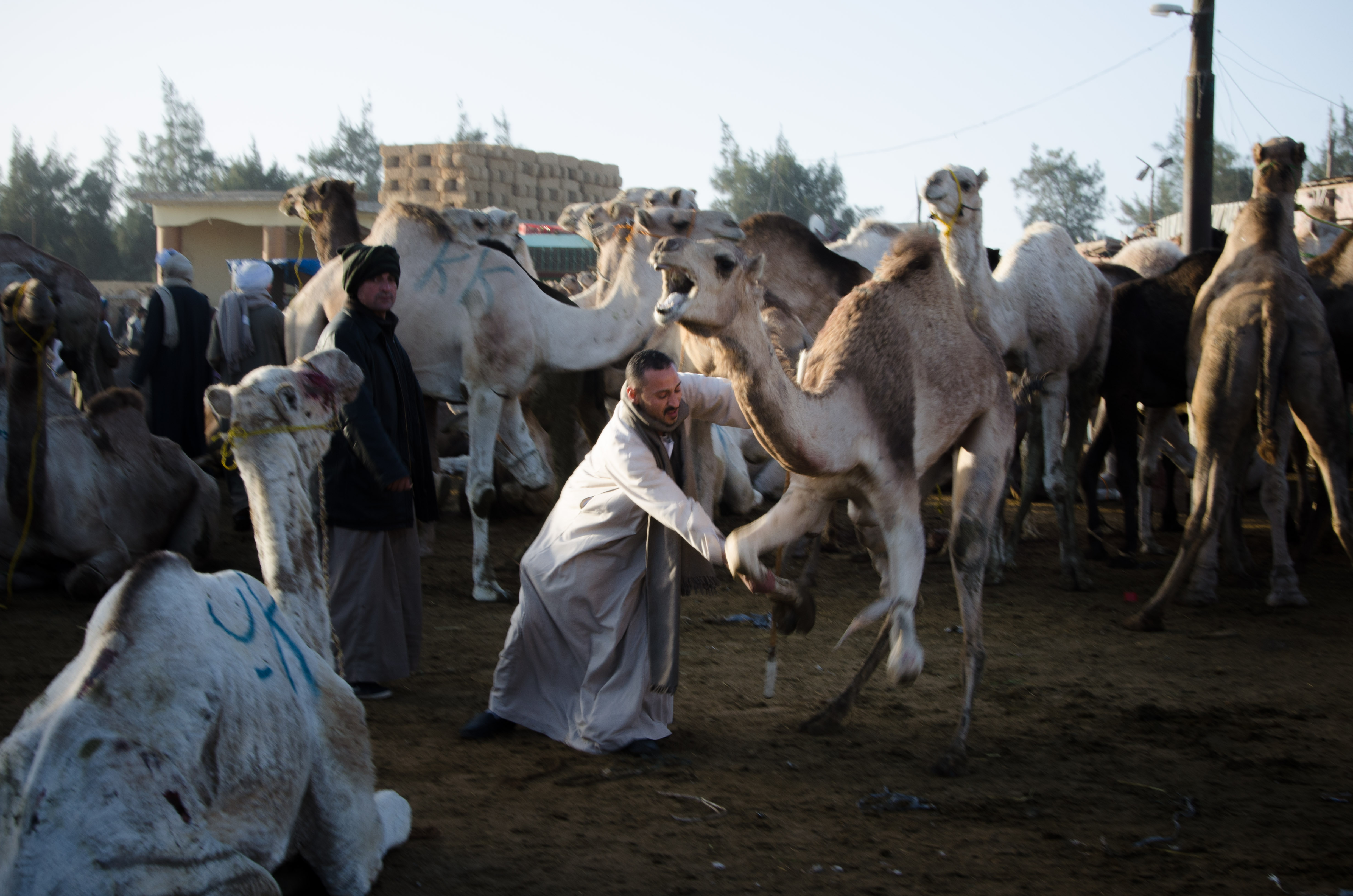 There is not much opportunity for sentiment in the busy camel market. The work must be done and the boys must grow up. As the surrounding camels are raised specifically for slaughter, the boys are funneled down a path that is almost as rigid.