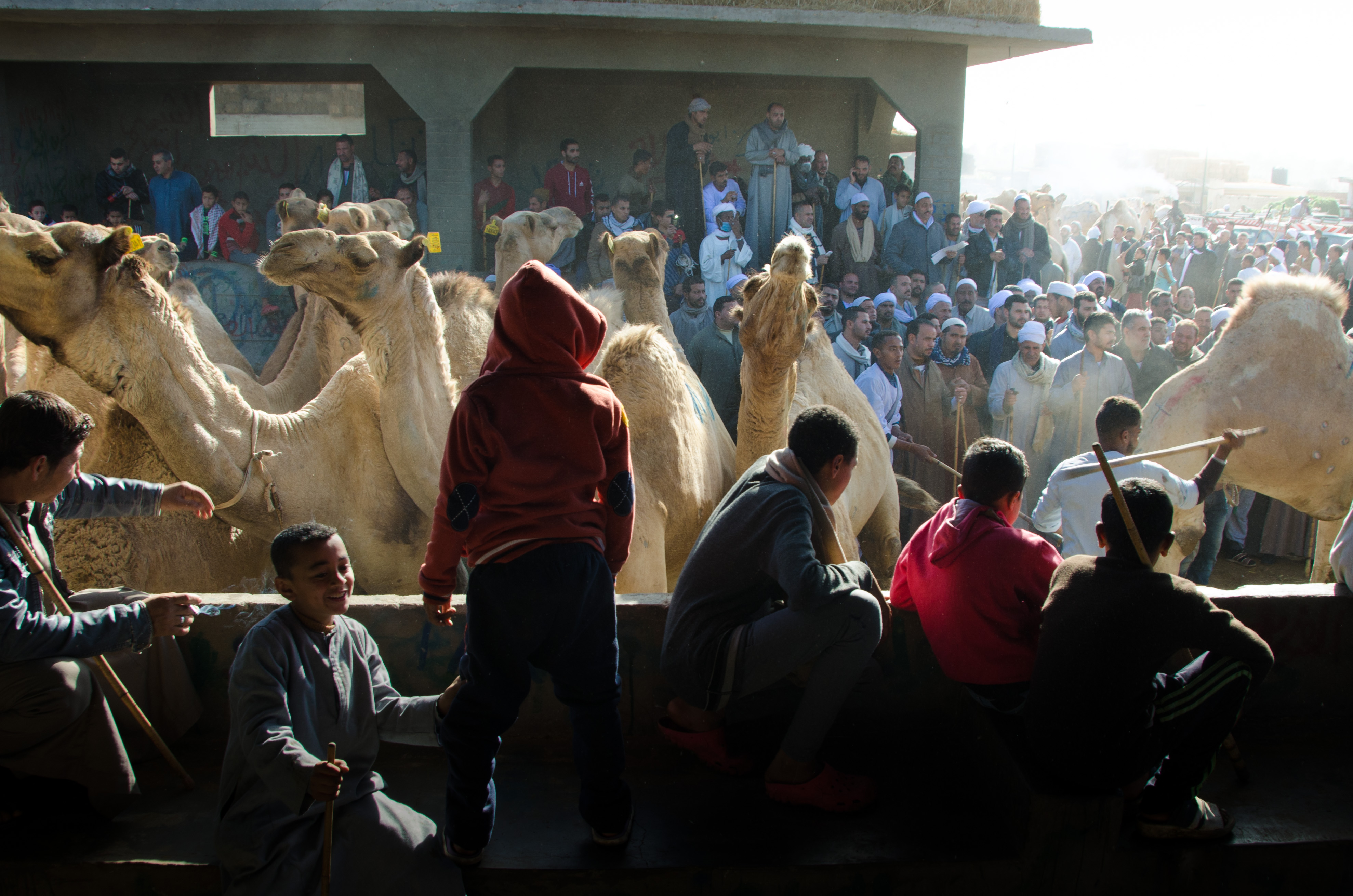 Young boys survey the Birqash Camel Market auction. This market is the world they inhabit and the world they will inherit.