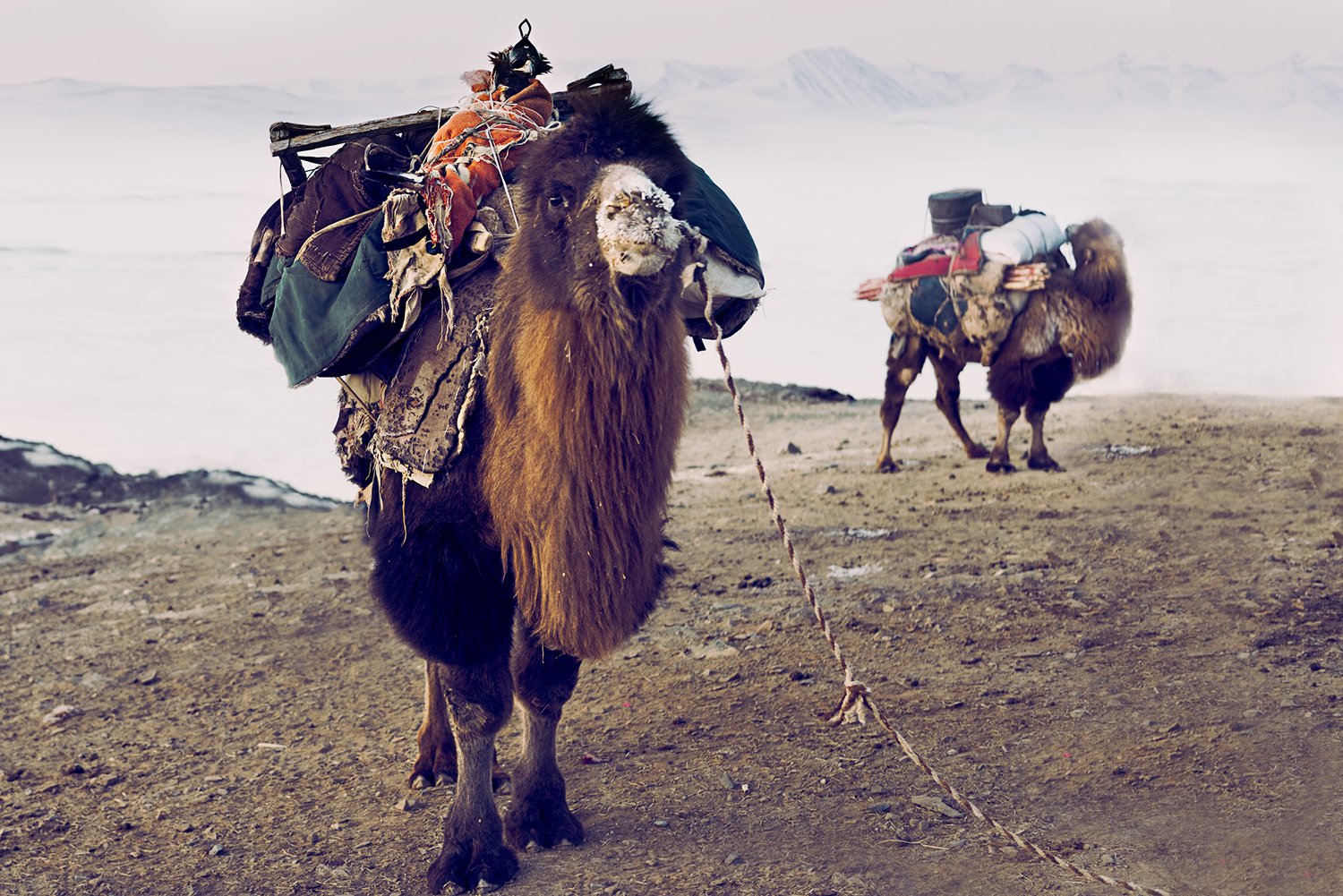 The bactrian camels are used to carry the nomads ger and other household equipment. They are also an important backup when yaks, goats and sheep are too exhausted to continue. This camel is transporting the eagle, famously used by the Kazakhs to hunt fox and wolves.