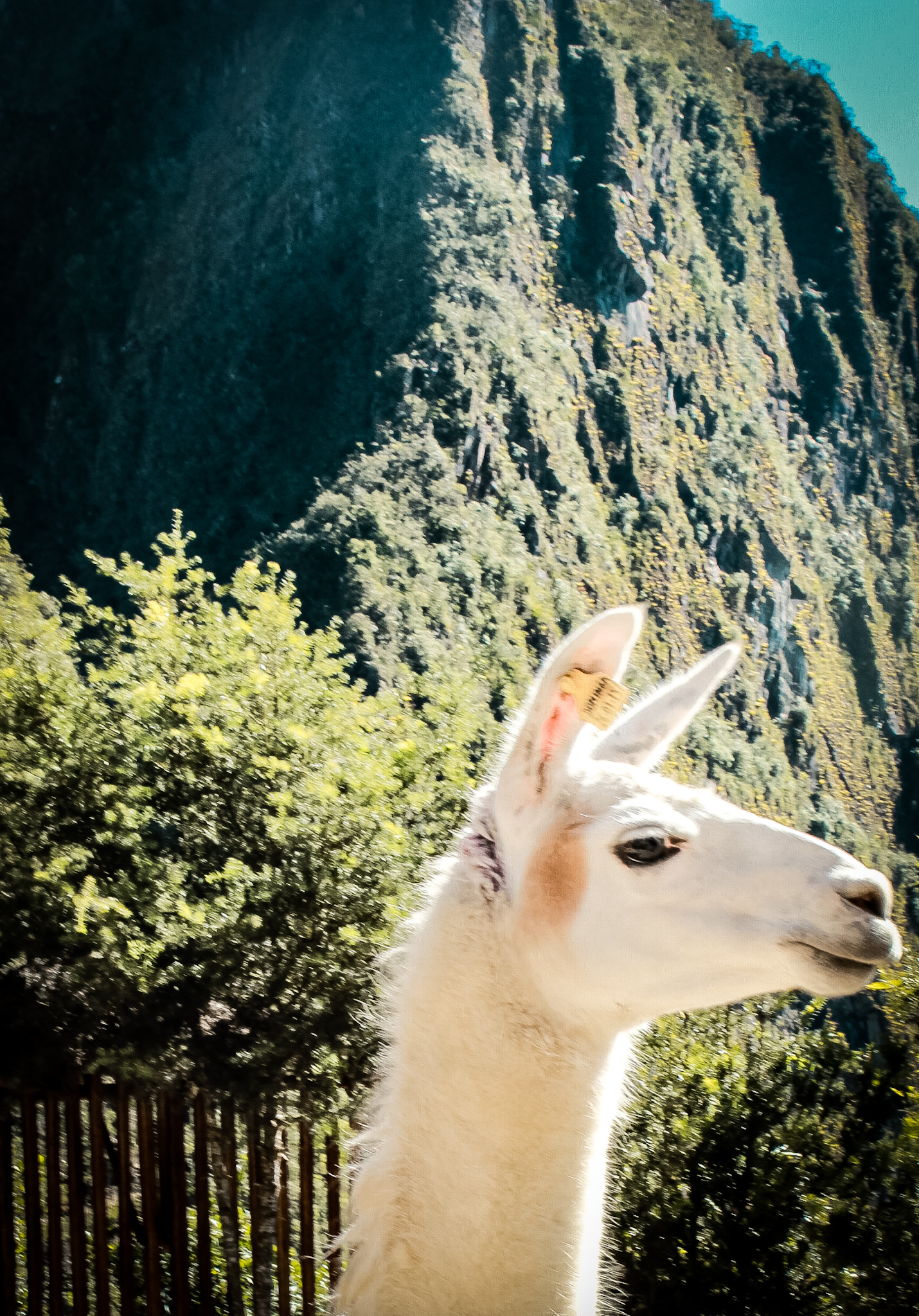 in this place you can see the Llamas, these animals are friendly and are part of the Peruvian culture, they are part of a mythical place where events happened that marked a history and perhaps after the colonization and the unjust death of the indigenous peoples, their souls habit this place.