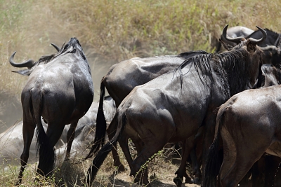 Migration - Wildebeest having just crossed the Masai River in an absolute frenzy, noise and panic 
