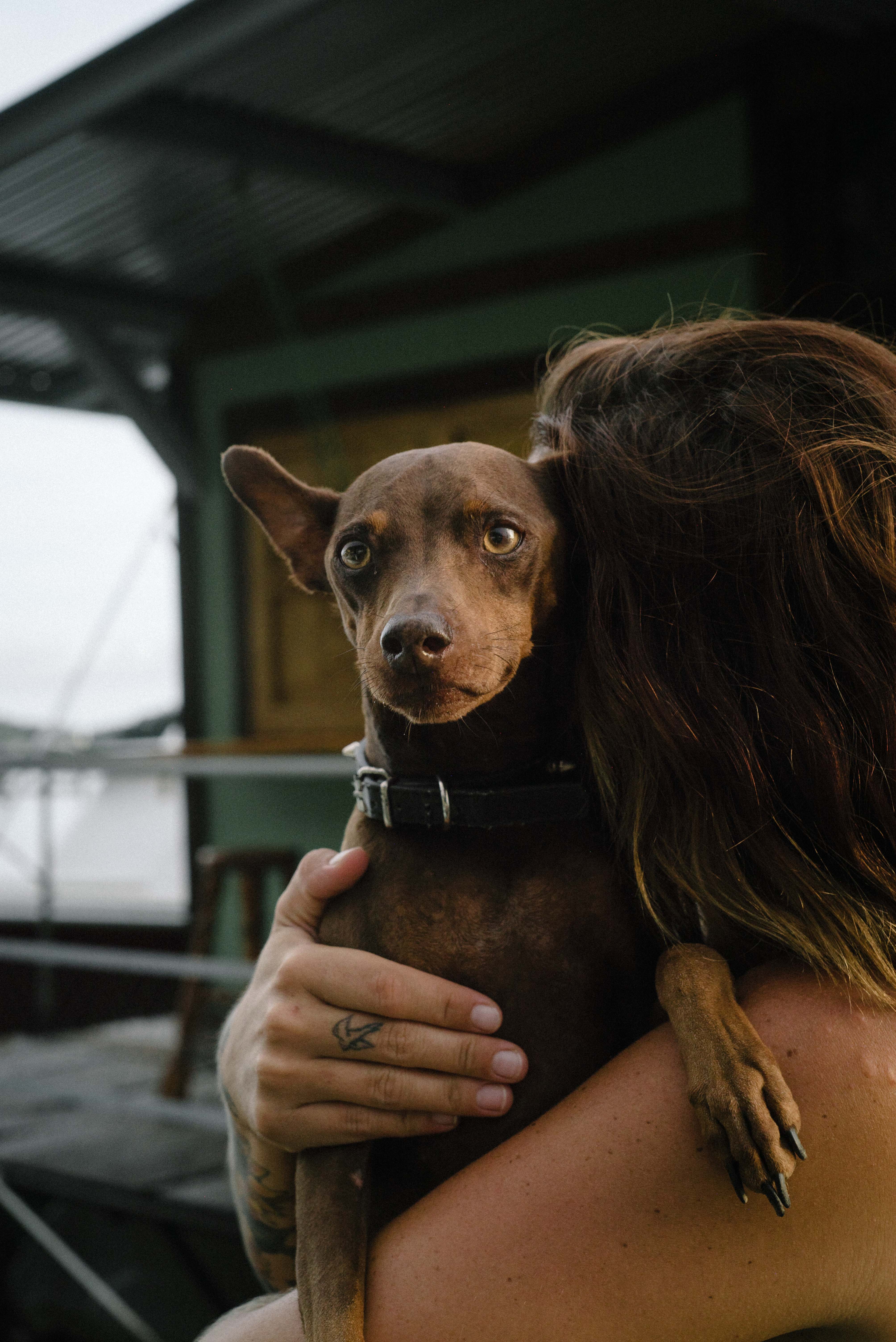 There were several animals wandering around Banana Bay, but people clearly liked this dog the most. They said she once arrived aboard a boat, who could not continue to its destination with him aboard. The passengers convinced Katie, owner of Banana Bay Marina to keep it. She named it “Gypsy."