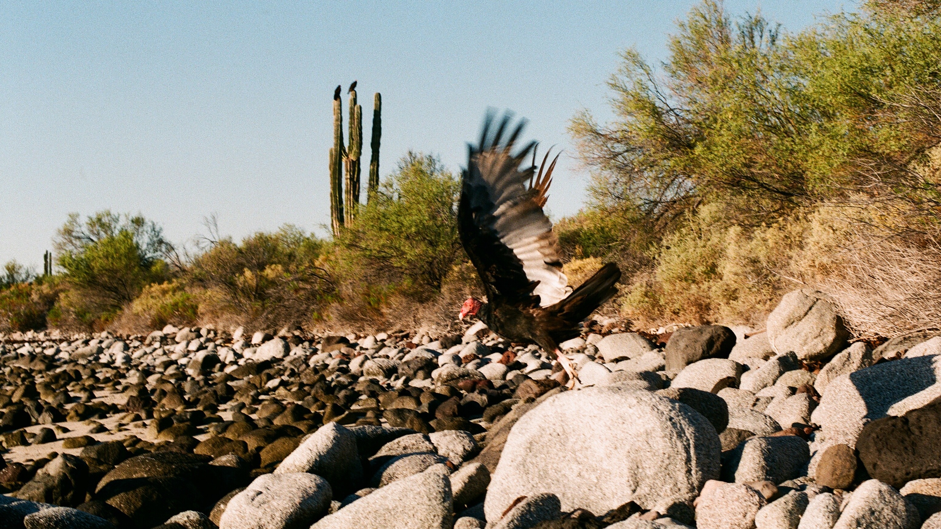 The vulture, viewed biblically as a renewer, purifier and bringer of transformation, is often sighted in the region. Indeed, this animal is an extremely important fixture of the Baja environment in its ability to clean the land of carrion. 