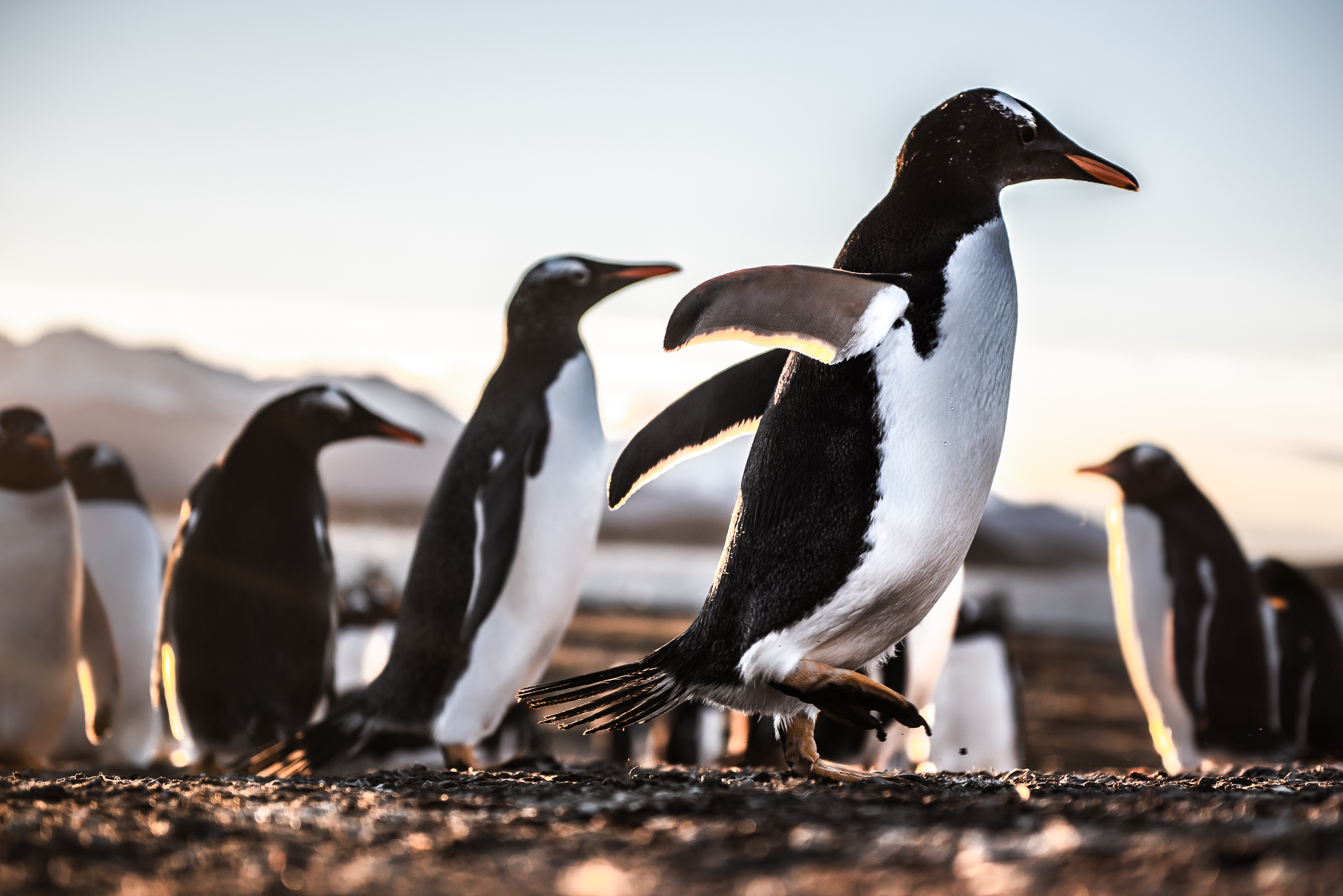 Smaller penguins need to chase their parents for food.Nobody knows for sure why this penguin species chose the hammer island to breed, is believed to be due to its location and geography