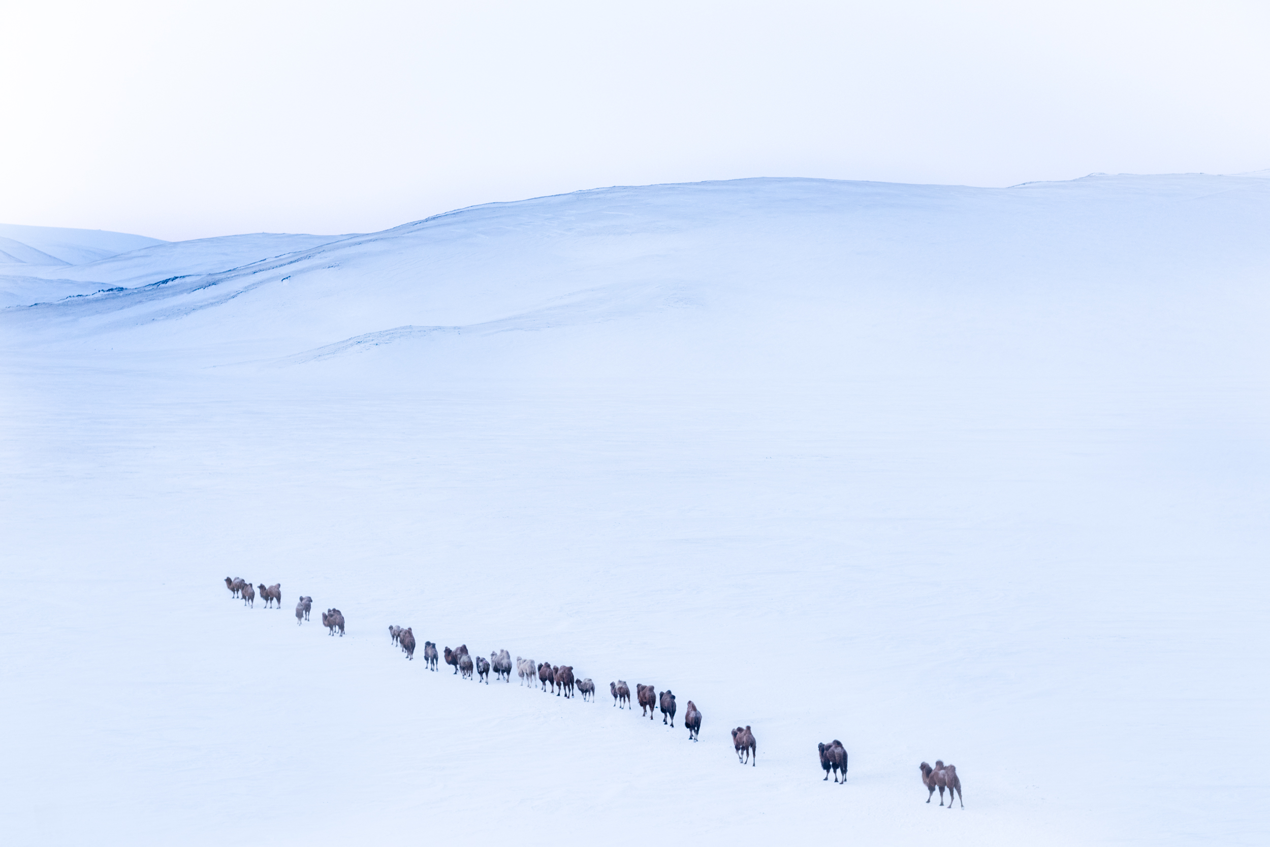 The camels lead the way through the frozen terrain in the Altai Mountains to the nomads "spring place'. The day time temperature is -30C and my shutter finger is frozen.
