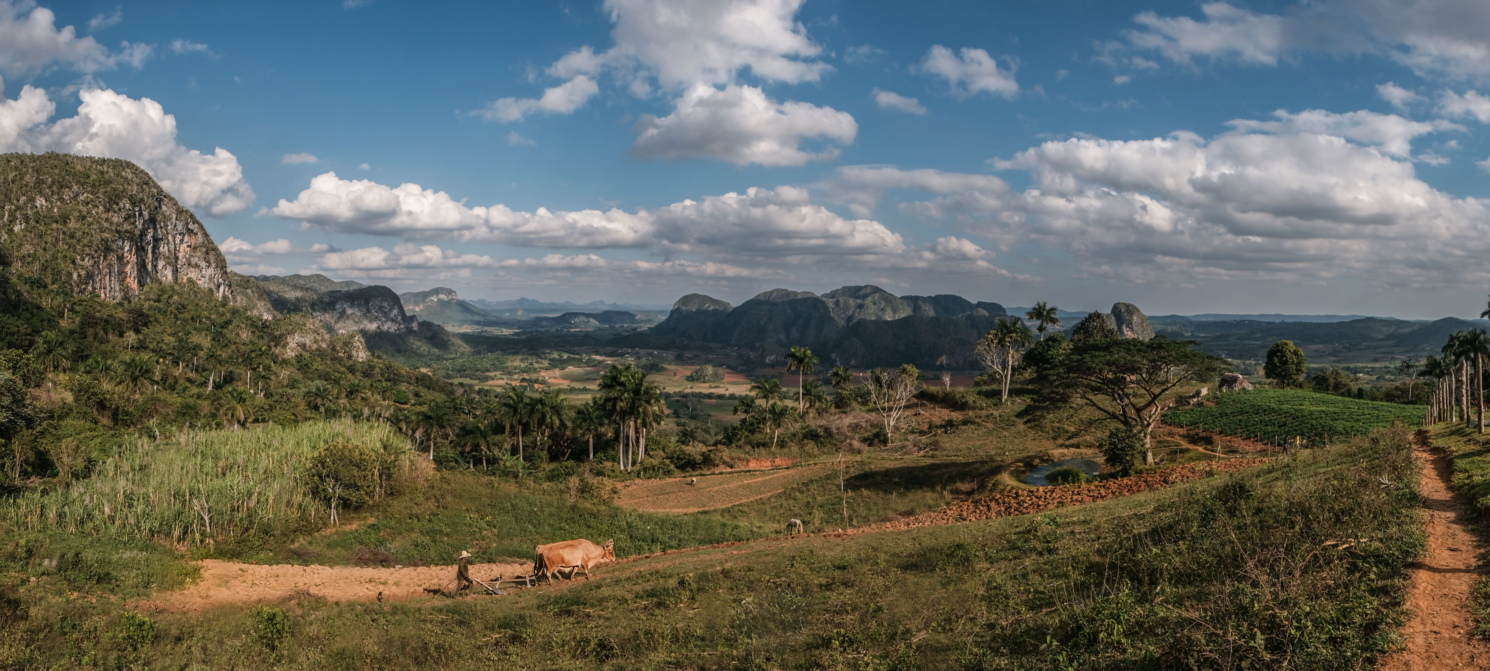 The Viñales Valley, in the western part of Cuba, offers a magical landscape in which limestone domes called mogotes emerge between fertile red soil and traditionally grown crops. Here, a farmer plows his field with oxen. The valley was named a UNESCO World Heritage Site.
