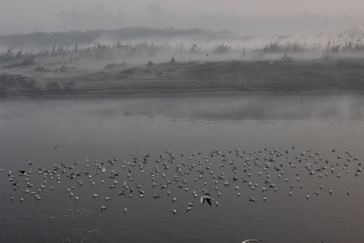 The misty lodging of the gulls