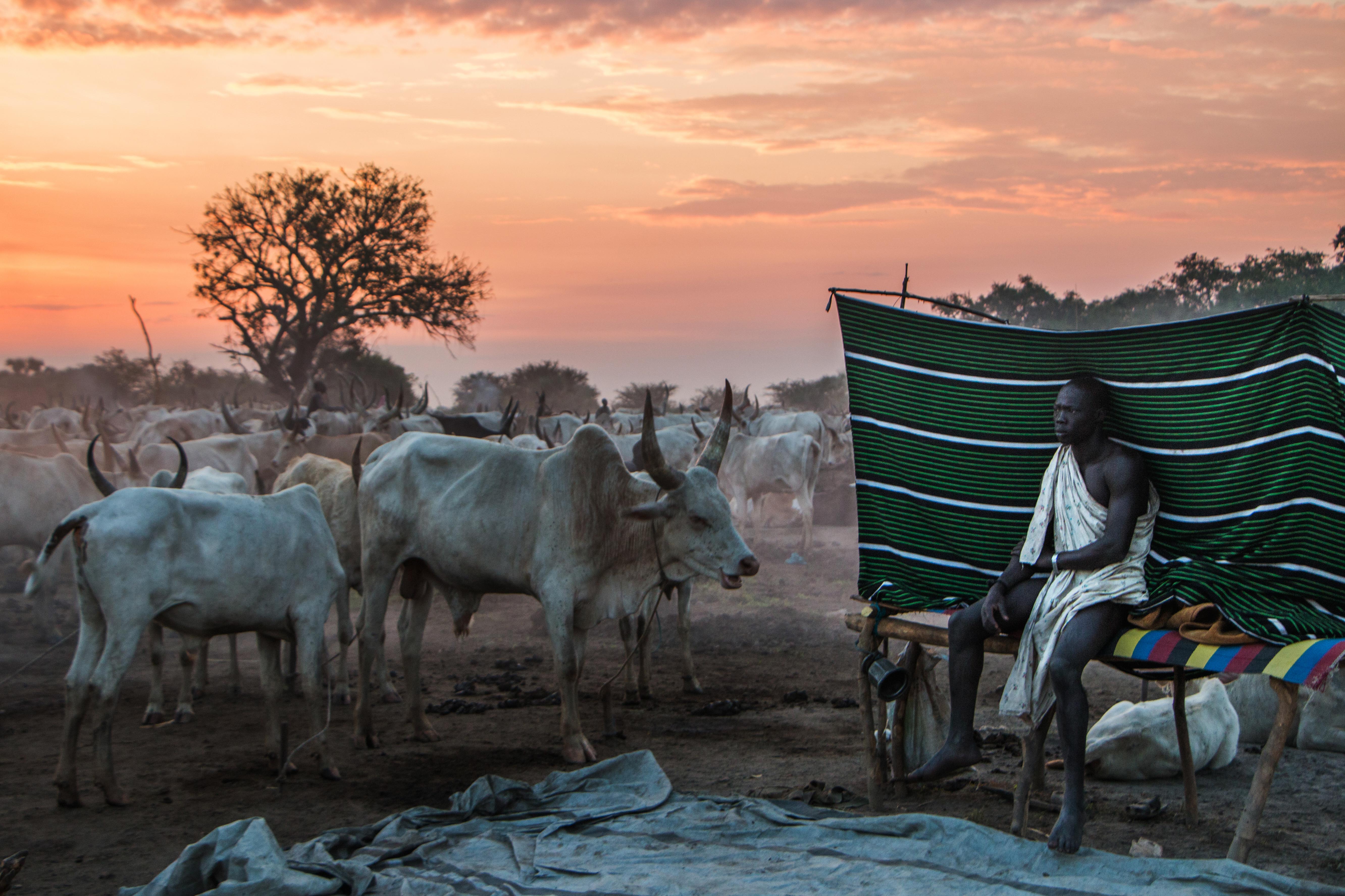 Mundari men spend the night with their cows to protect them from predators and cattle rustlers.