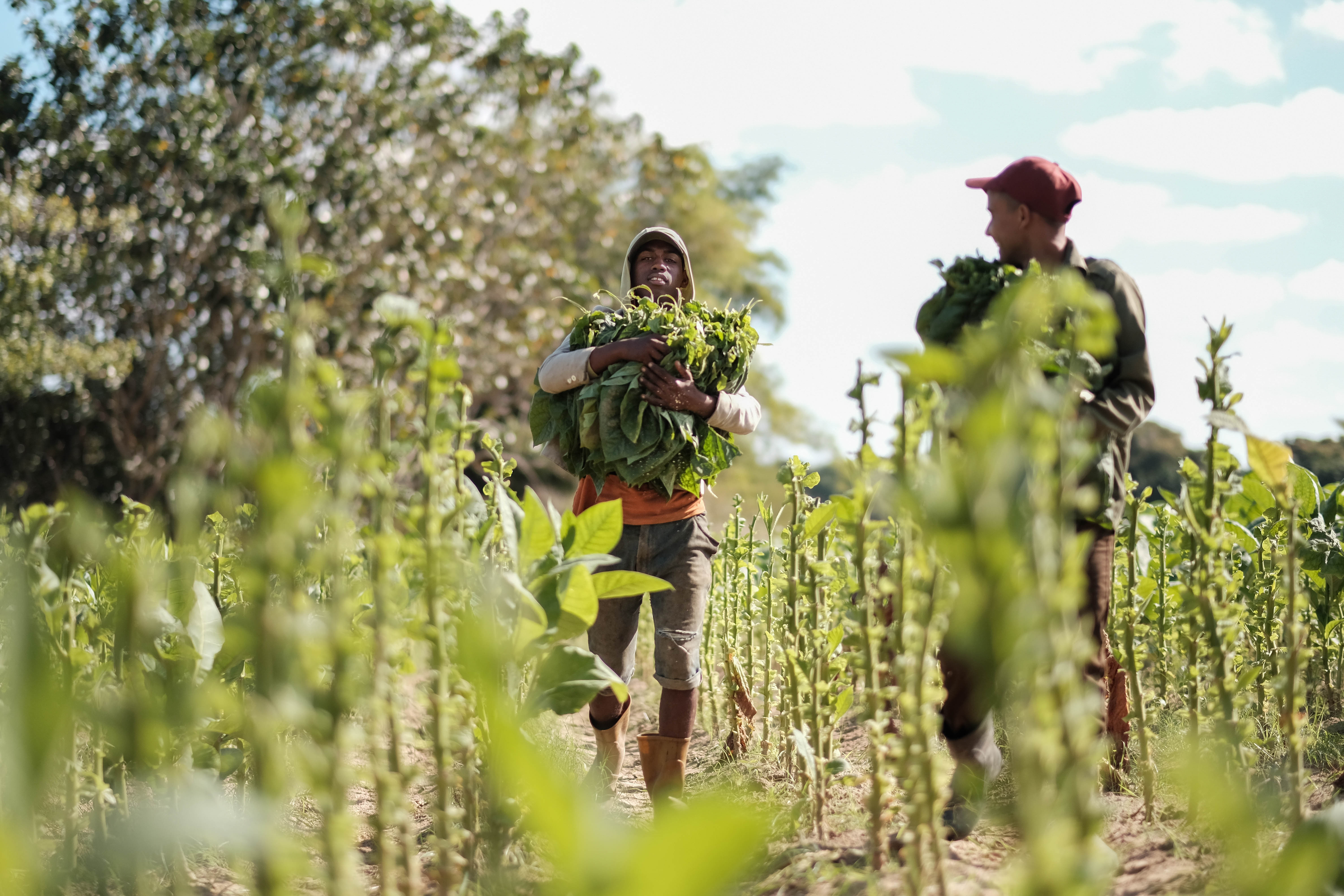 The main crop in this region is tobacco. The leaves of this plant give its vibrant green to the valley, and are harvested by hand before being hung in a curing barn.