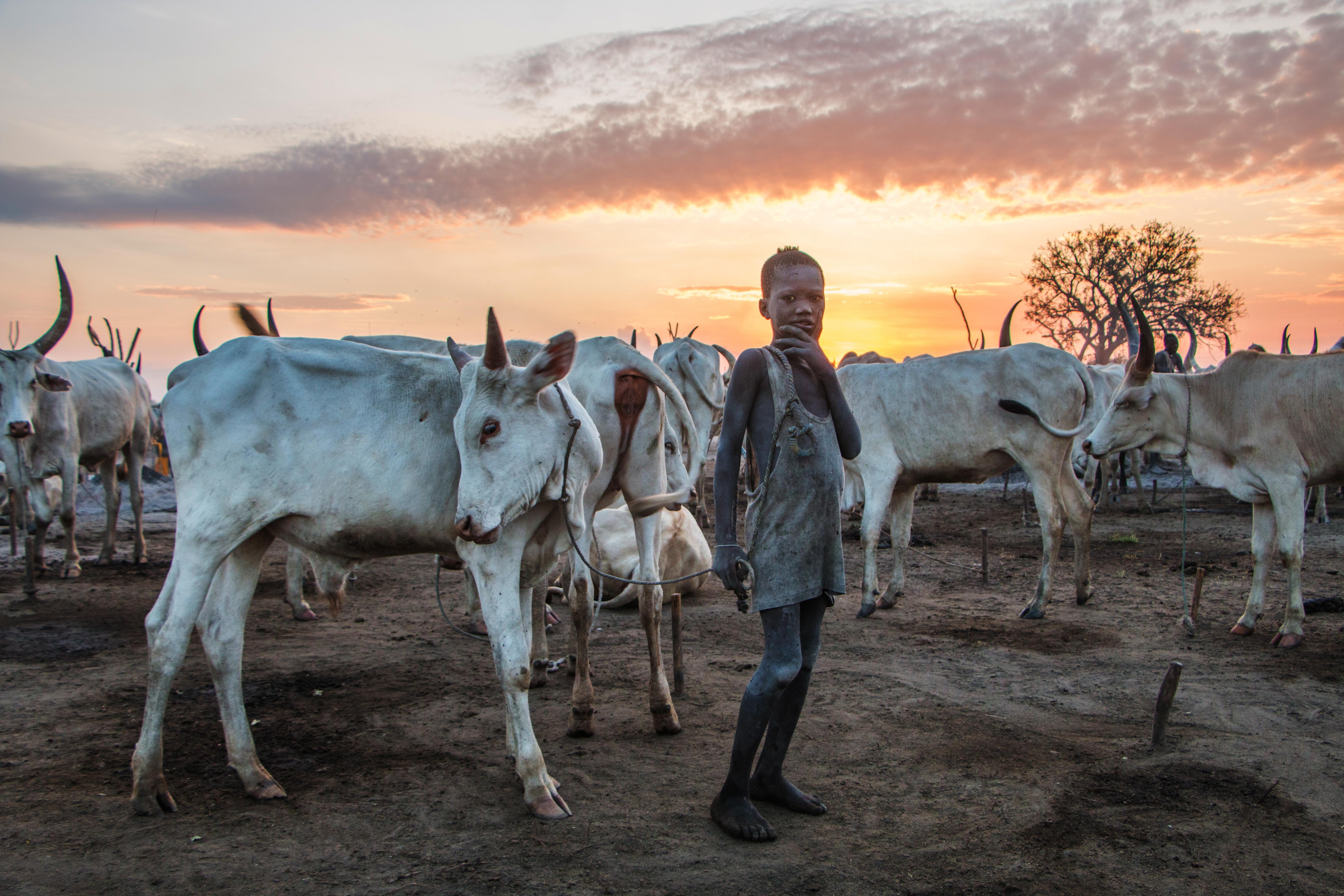 From childhood Mundari men pick a favorite bull to grow up with and take care of. When a young man gets married his favorite bull becomes a valued gift to his bride's family.