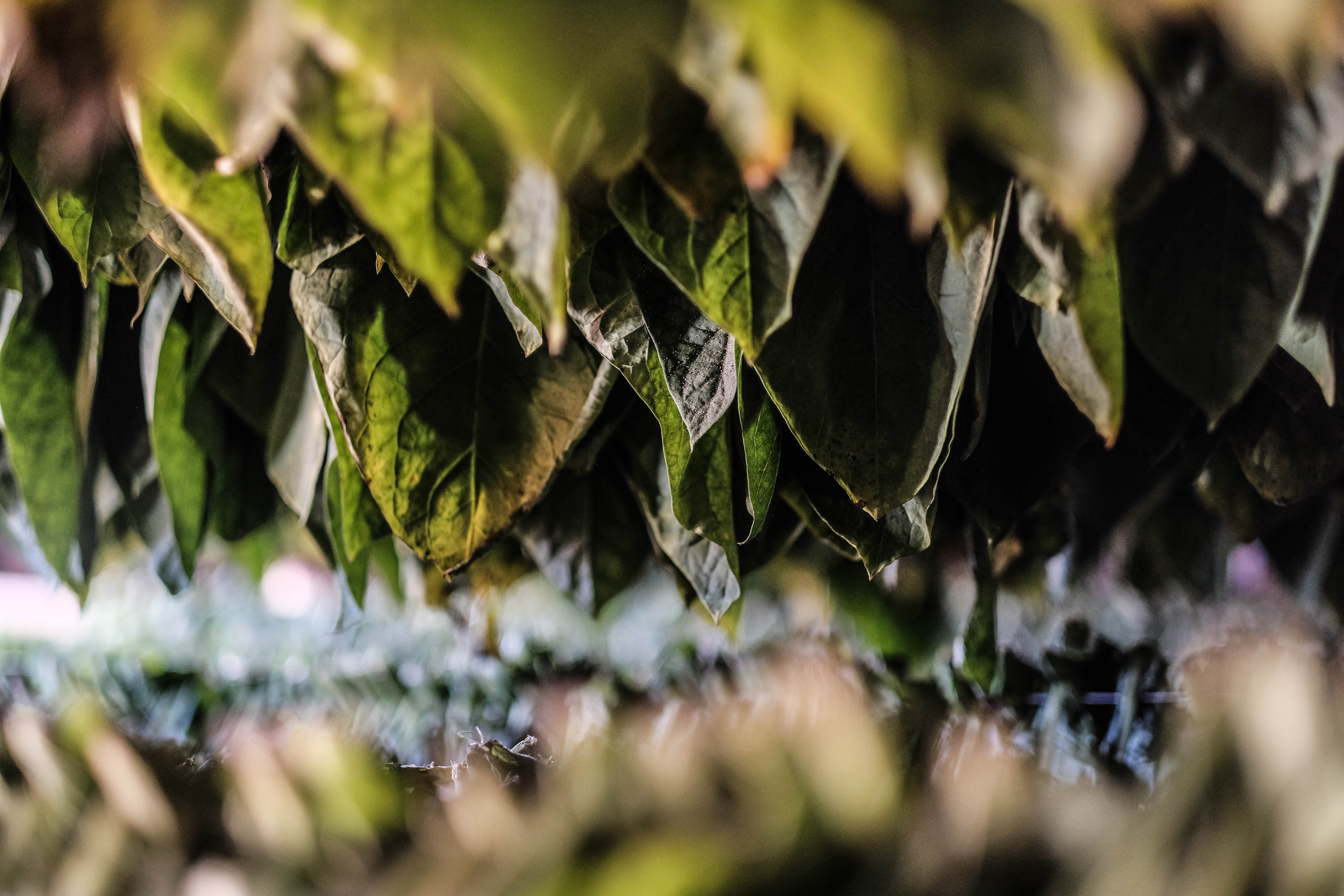 In the barn, the leaves dry for a month, until they reach the perfect color. The center vein of the leaf is removed, as it contains most of the nicotine present in the leaf. Each farmer has his own secret fermentation mix, often including lemon, honey, vanilla, spices and a little booster: rum. 