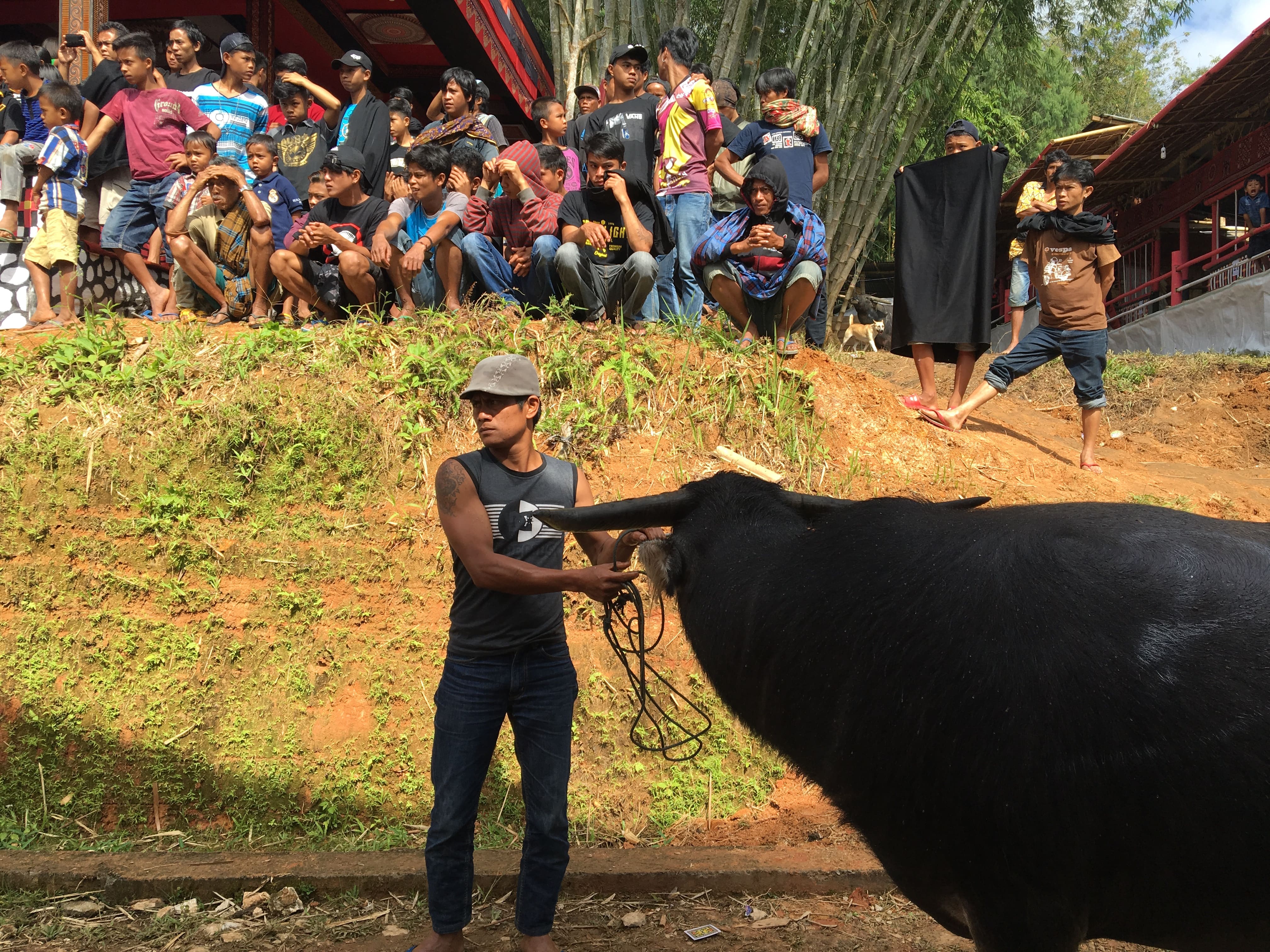 A Torajan man at the funeral prepares a bull for slaughter as onlookers, most of them with no relation to the departed, await the free distributed meat. In Aluk (“The Way”) belief, one cannot enter paradise until buffalo (or pigs, for the less wealthy) are ritually sacrificed during the funeral.