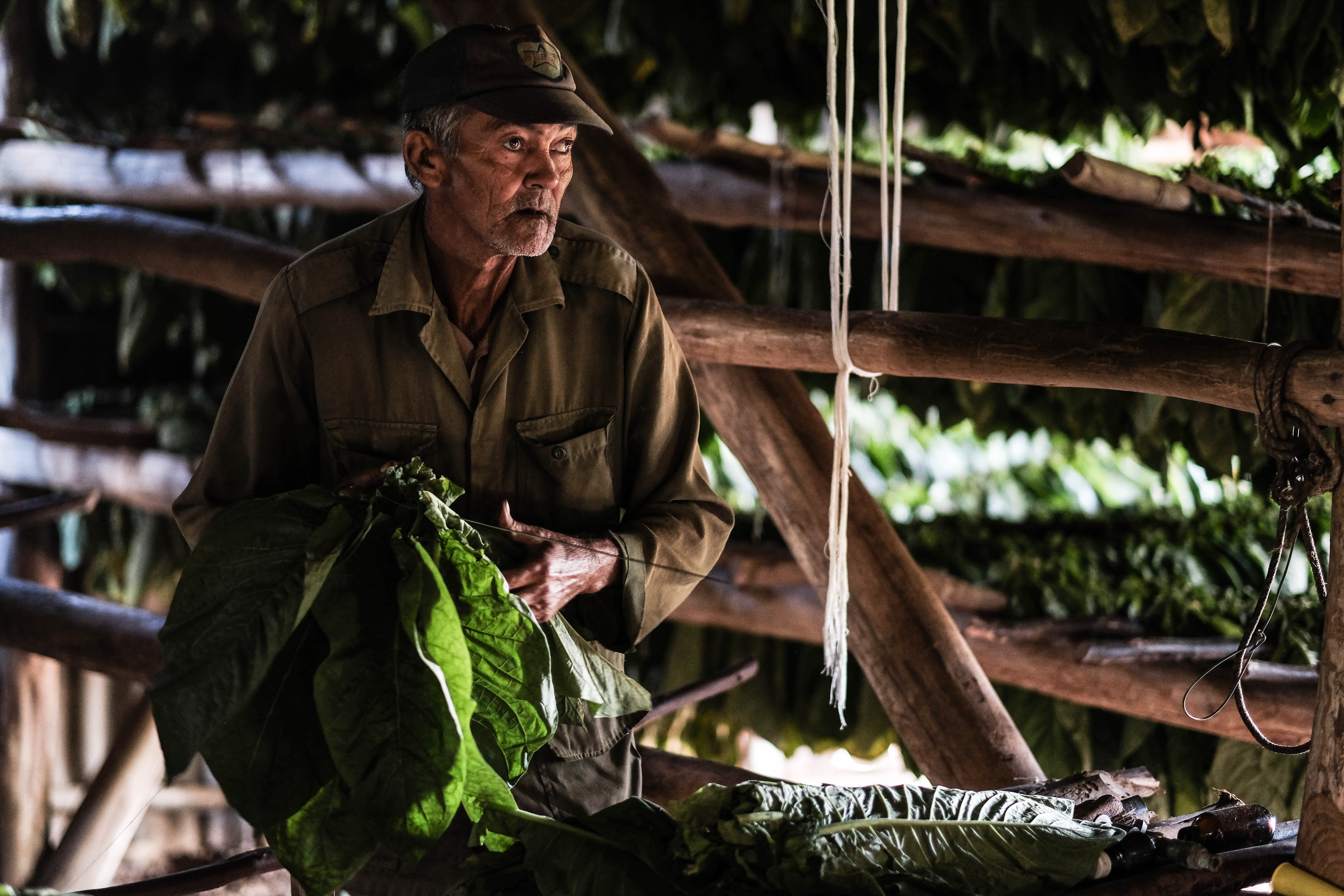 Fermented leaves are meticulously inspected: only the highest quality leaves will have the privilege to become the wrapper of the finest cigars. 