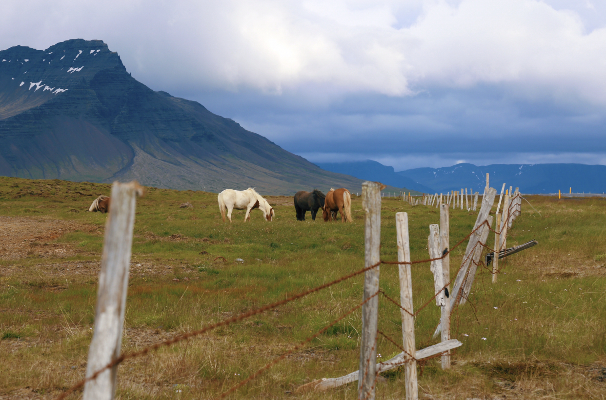 Icelandic horses dot the landscape, or more like mountain-scape. 