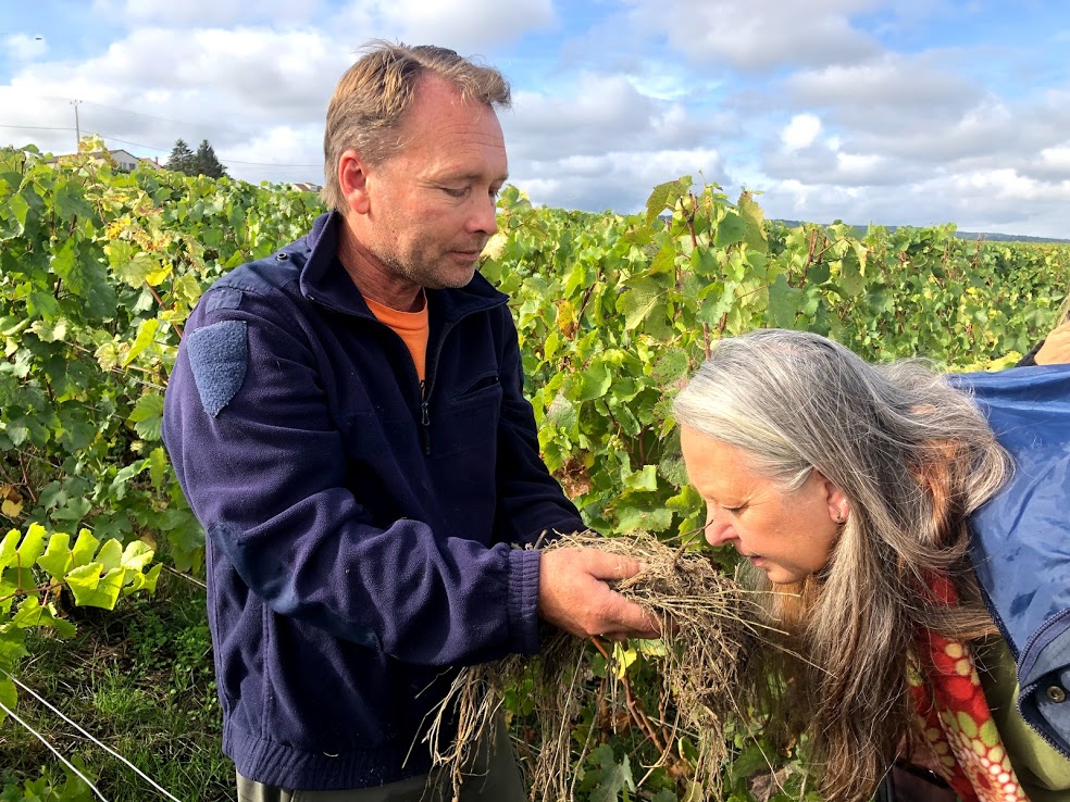 As Charlot farms biodynamically, we safely smell and sample soils formed from marine fossils. “When you taste the chalk, you can taste that the wine is born from the sea,” says Charlot. Spongelike chalk absorbs moisture releasing it to carry minerals from earth into grapes for texture and flavor. 