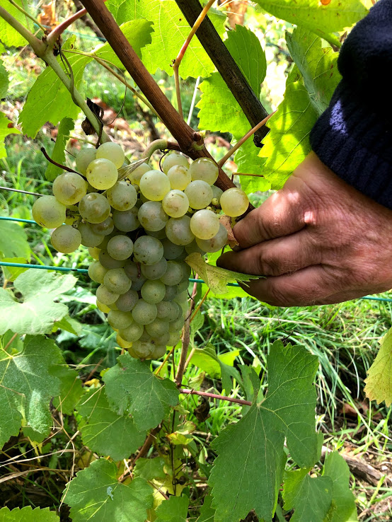 Because of intensive pesticide use, Champagne may have the most polluted water in France -- and the world. Charlot uses organic remedies to build strength in vines via chalky soil. “When you have soil like this, the roots are deep,” says Charlot. “Just like a person — more balanced, less sick.” 