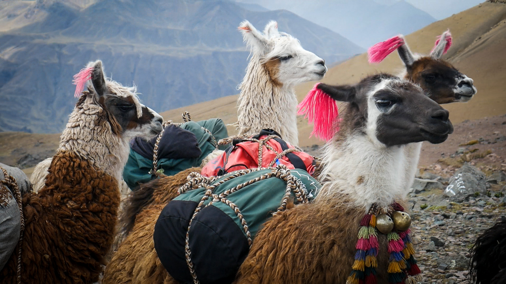 Just looking at the picture, a loving feeling comes in me, imagine them at live? They said the colored ear is to signal that they are male. These llamas were helping a group of hikers to carry their things. I could spend hours observing every detail and movement of these animals.