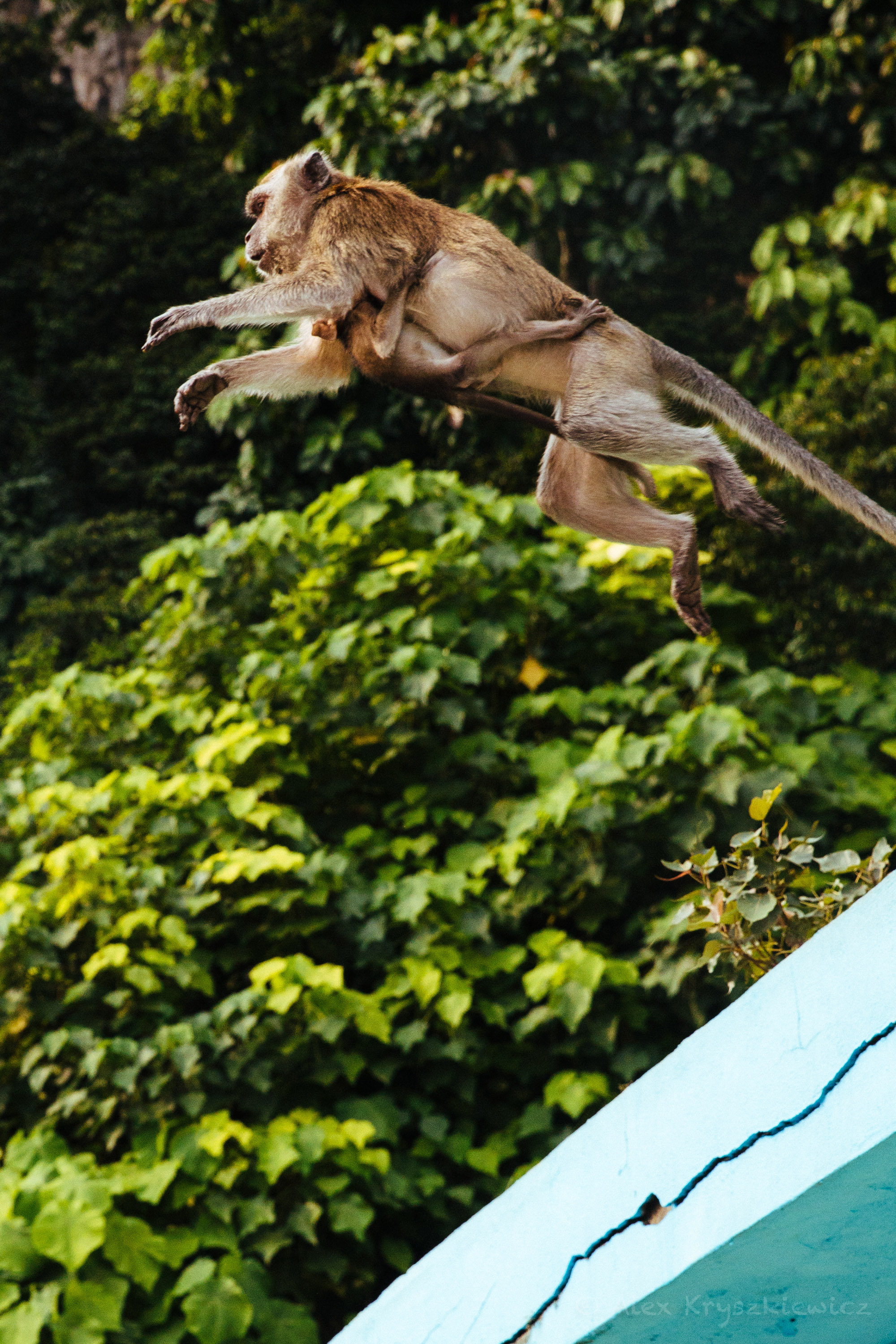 A mother macaque jumps from roof to roof while her baby hangs on for life. 