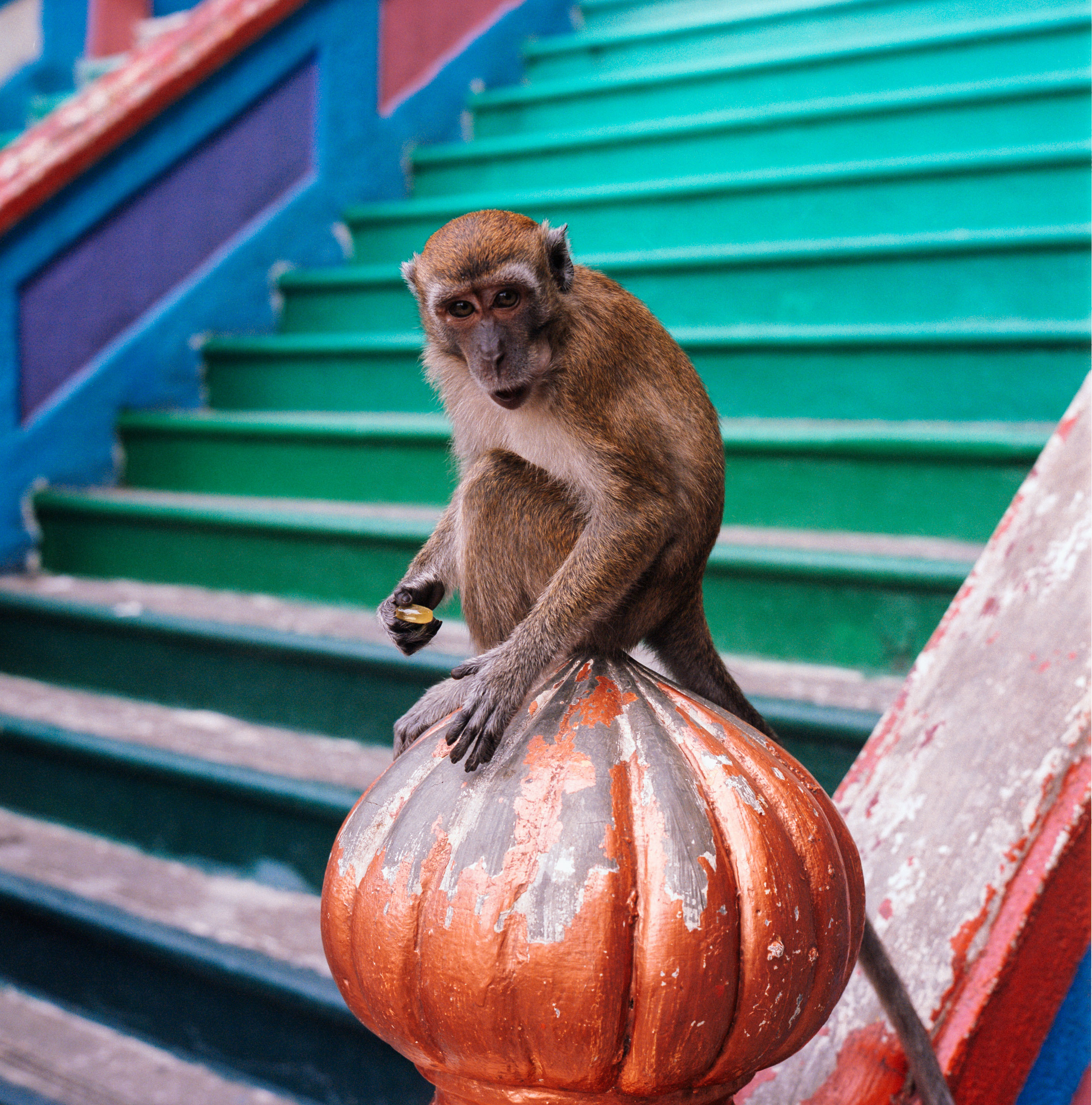 A young macaque tries a sweet stolen from a tourist. 