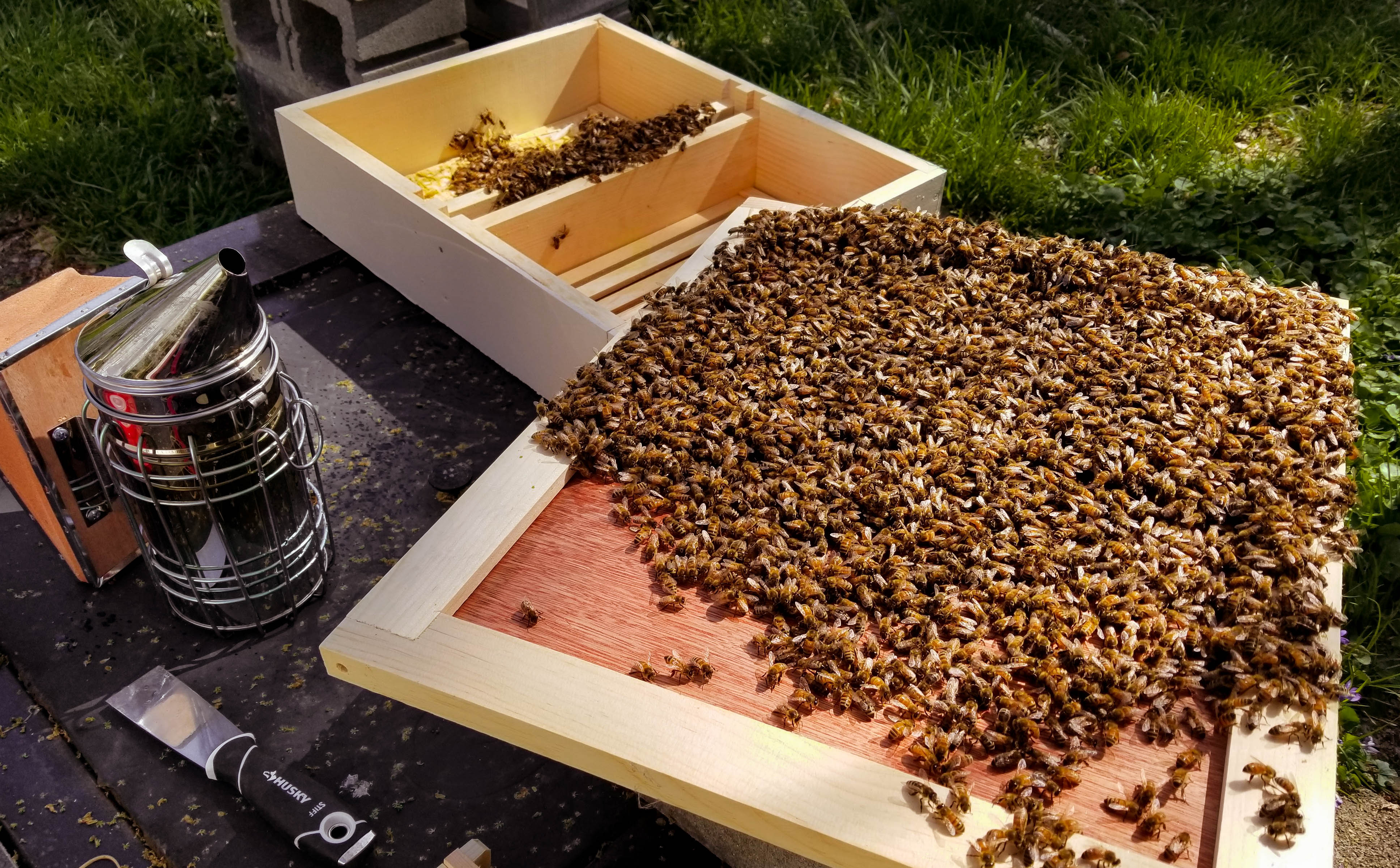 The beekeeper checks the hive in the height of the summer honey boom. At this stage, there are nearly 100,000 bees in the hive. The beekeeper will test and treat them for any invasive pests and examine the queen's brood pattern to determine her effectiveness and the overall health of the colony.
