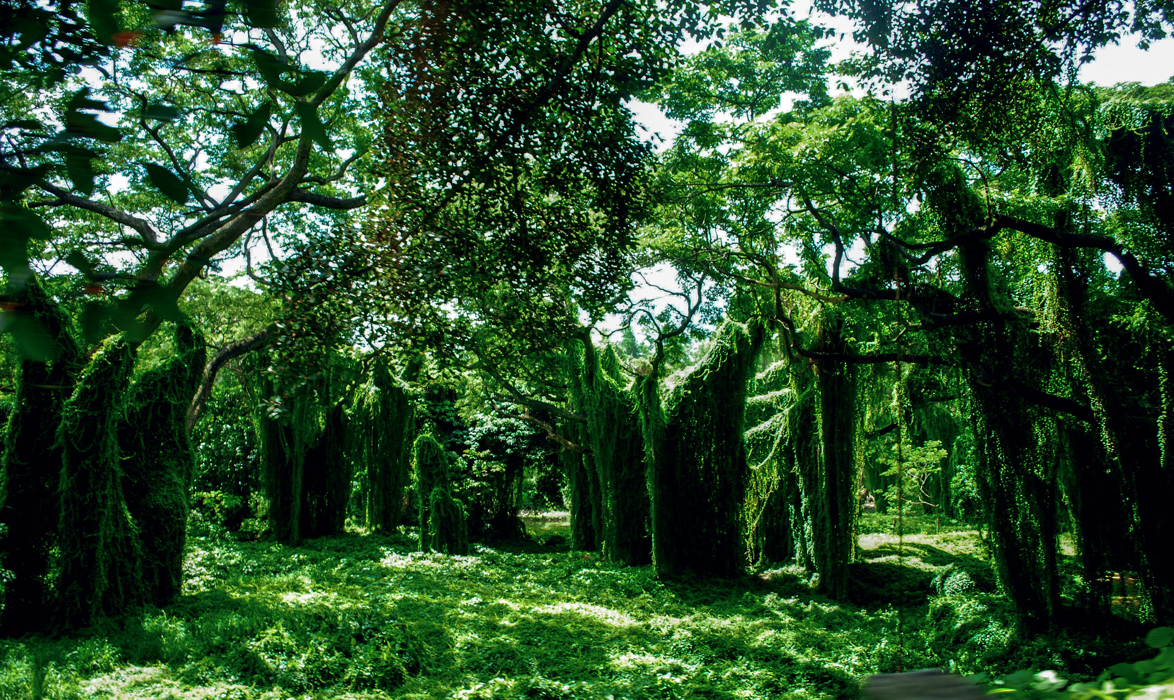 Landscape Photography. The Habana rainforest, a magic place inside the city, hidden, a place to walk, have a picnic but also where the people make offering to their saints. (La Habana, 2011)