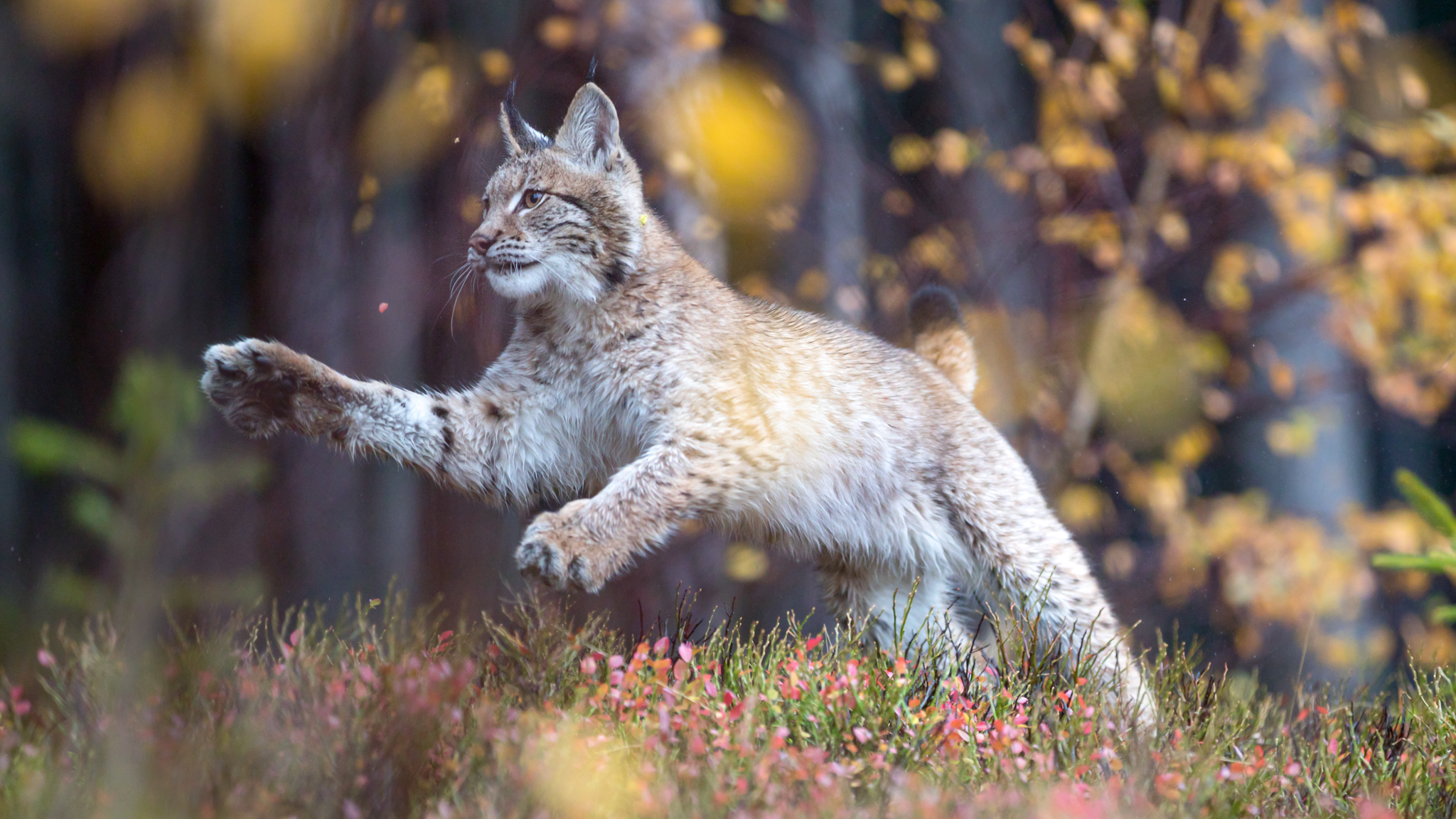 A young Lynx photographed from a very deep perspective. I shot through some yellow leaves to give the photo more depth.