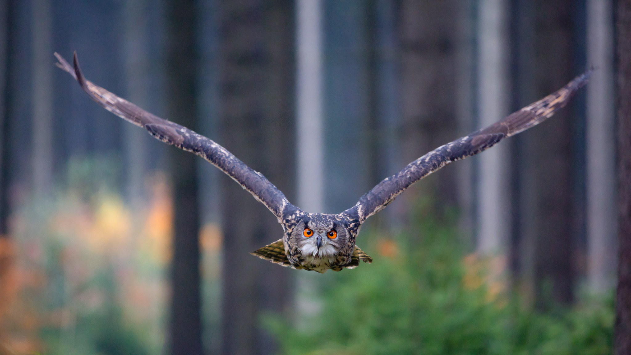 Once again, eye contact with an owl. This time with an Eagle Owl and as an "action shot".