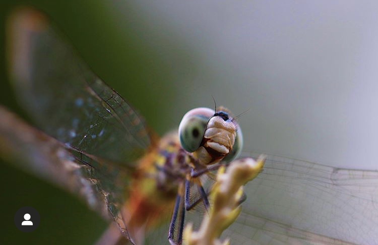 Dragonflies need to stop and rest too. Those eyes are simply breathtaking! 