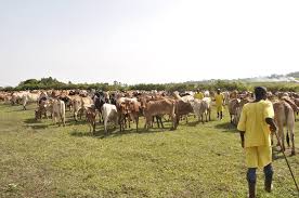 Inmates at Uganda prisons farm Isimba in Masindi district  rearing cows  for staffs at the prisons farm. 