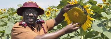 Dr.Johnson Byabashaija the commissioner General of prisons for sunflower farm inspection in Muboko Mid western Uganda.