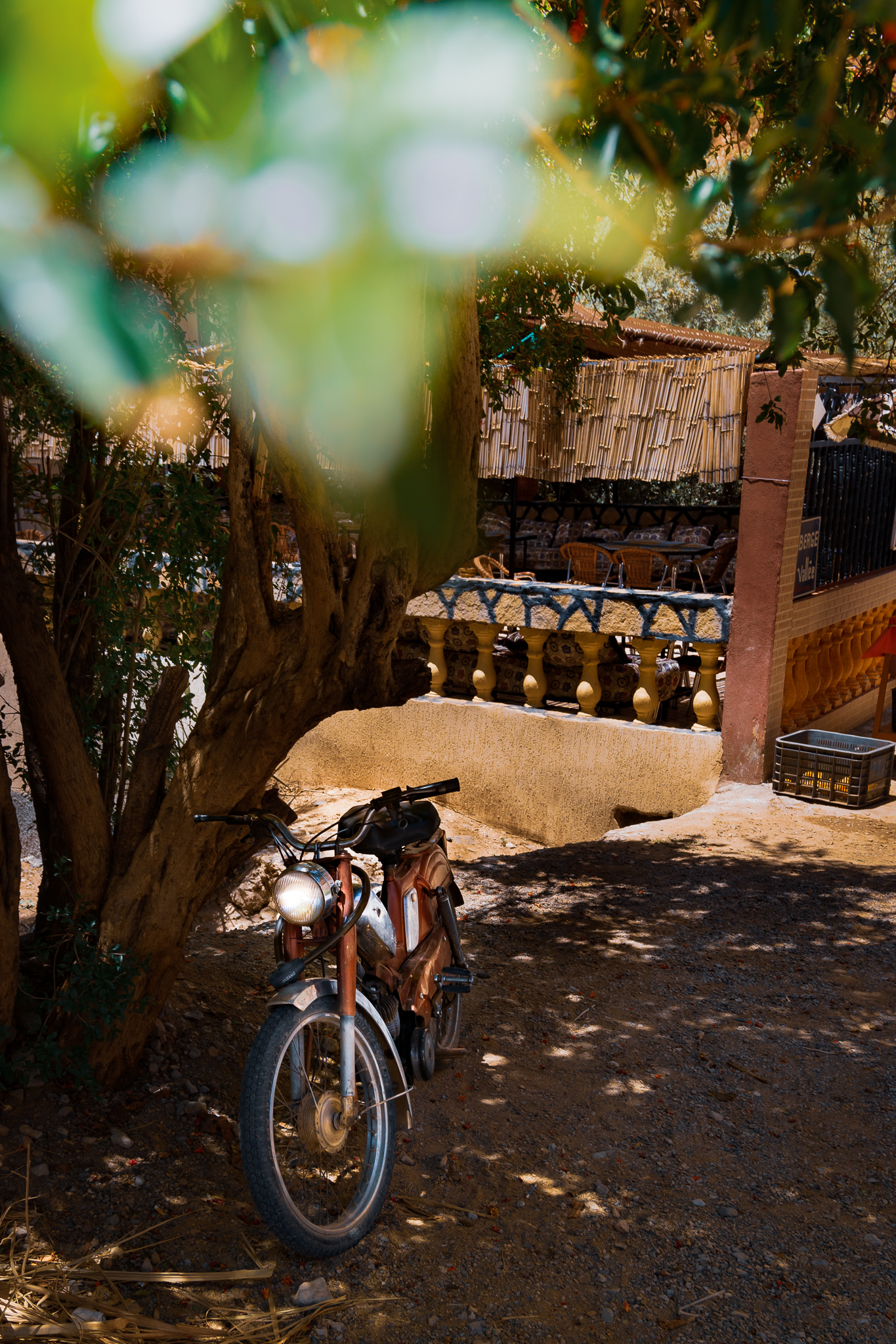 DAY 5
While driving through the country on the last day, a lonely motorcycle appeared. Hidden behind the leaves and branches of an orange tree at exactly 2 pm.
